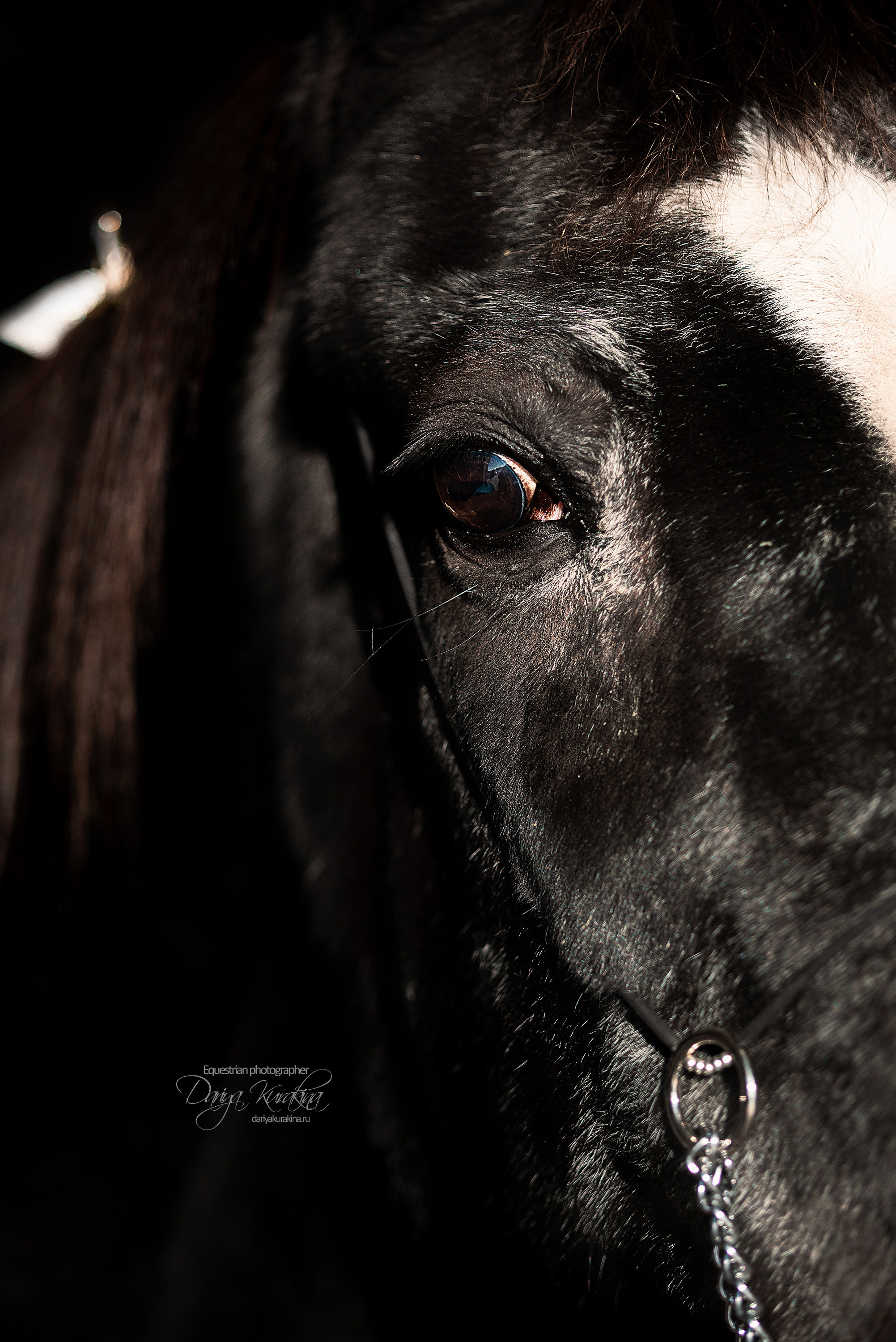 Сияние. Конный фотограф Куракина Дарья • Фотосессии с лошадьми