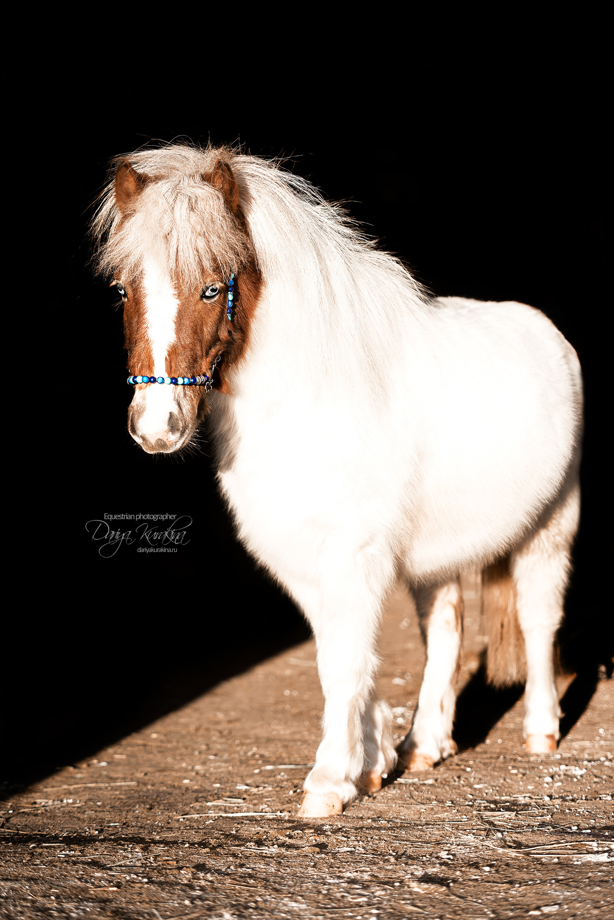 Сияние. Конный фотограф Куракина Дарья • Фотосессии с лошадьми