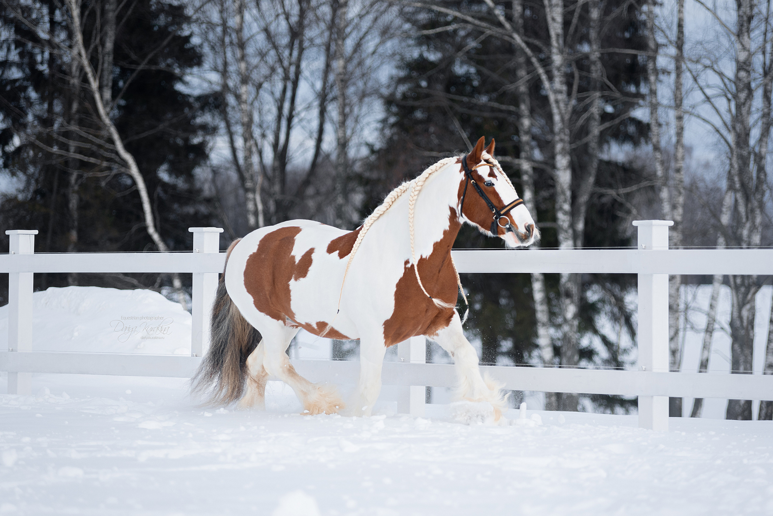 Лафарейдо. Конный фотограф Куракина Дарья • Фотосессии с лошадьми