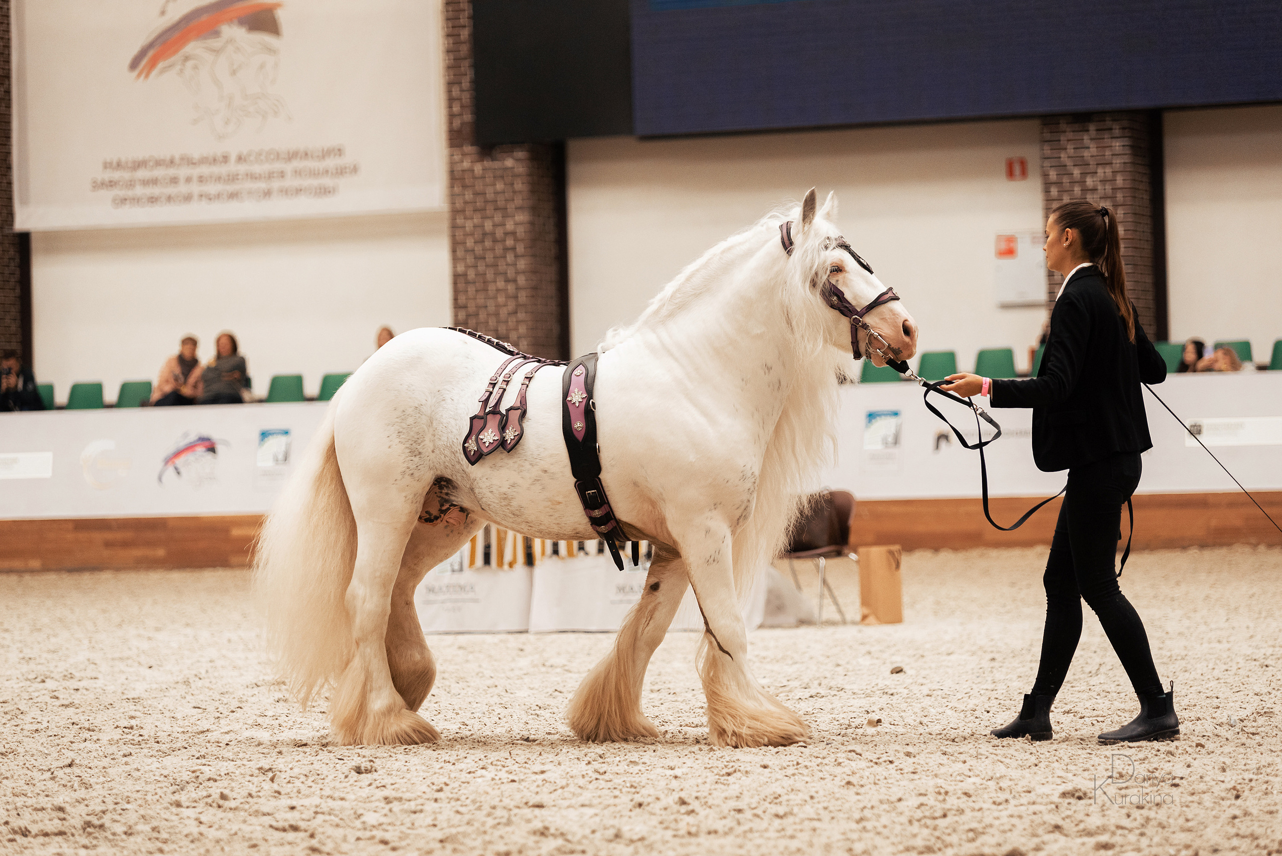 Конная Россия 2021. Конный фотограф Куракина Дарья • Фотосессии с лошадьми