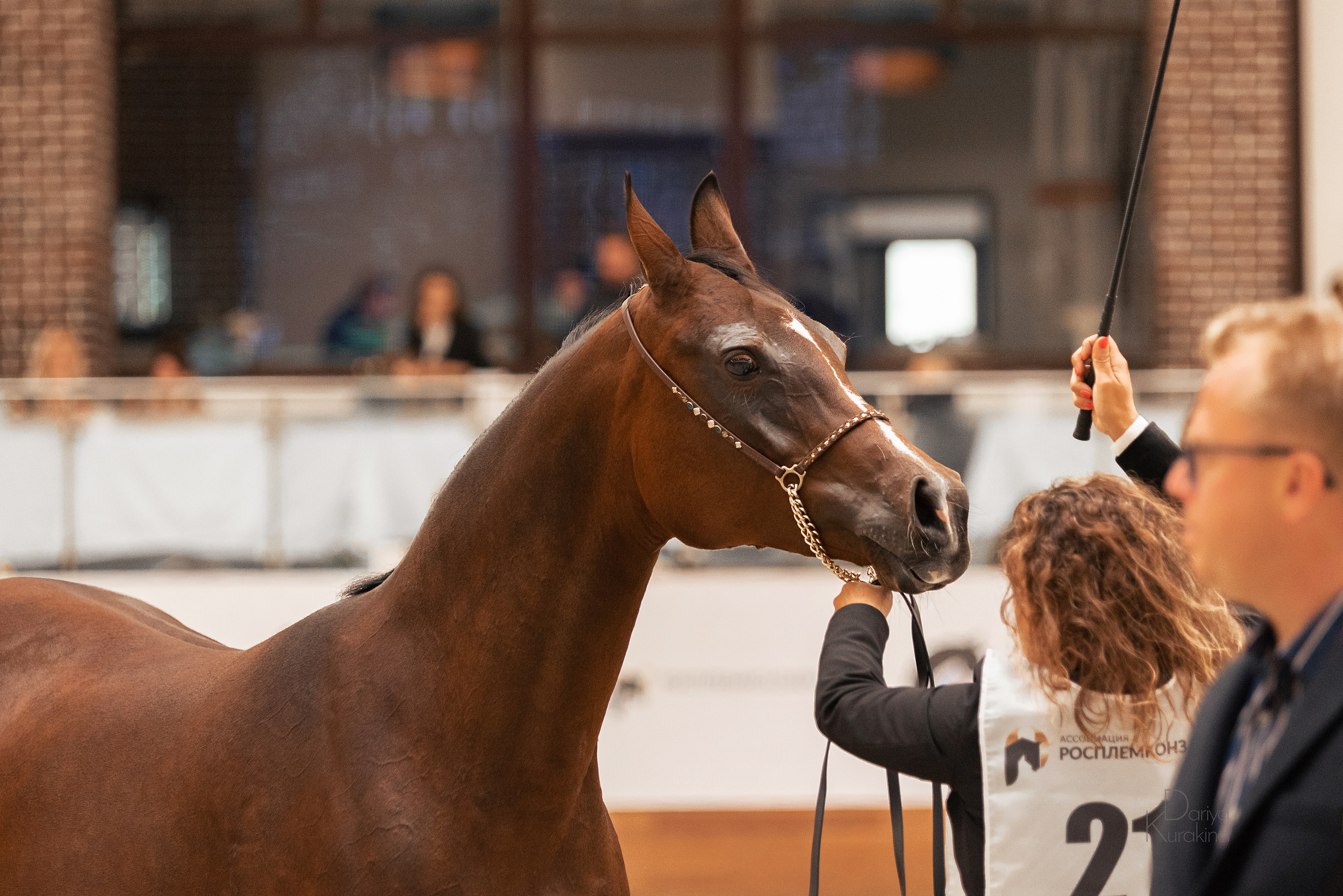 Конная Россия 2021. Конный фотограф Куракина Дарья • Фотосессии с лошадьми