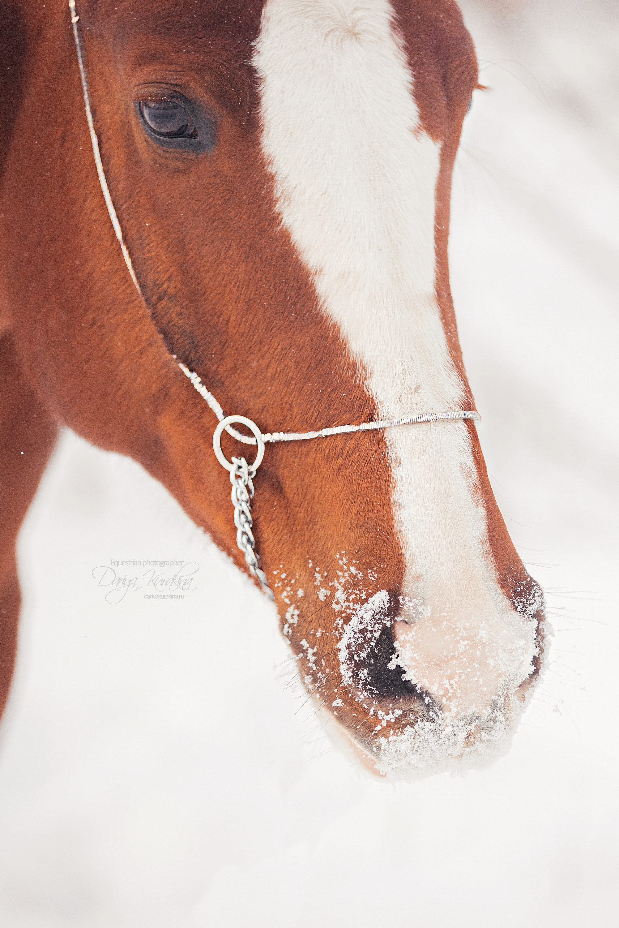 Атос. Конный фотограф Куракина Дарья • Фотосессии с лошадьми