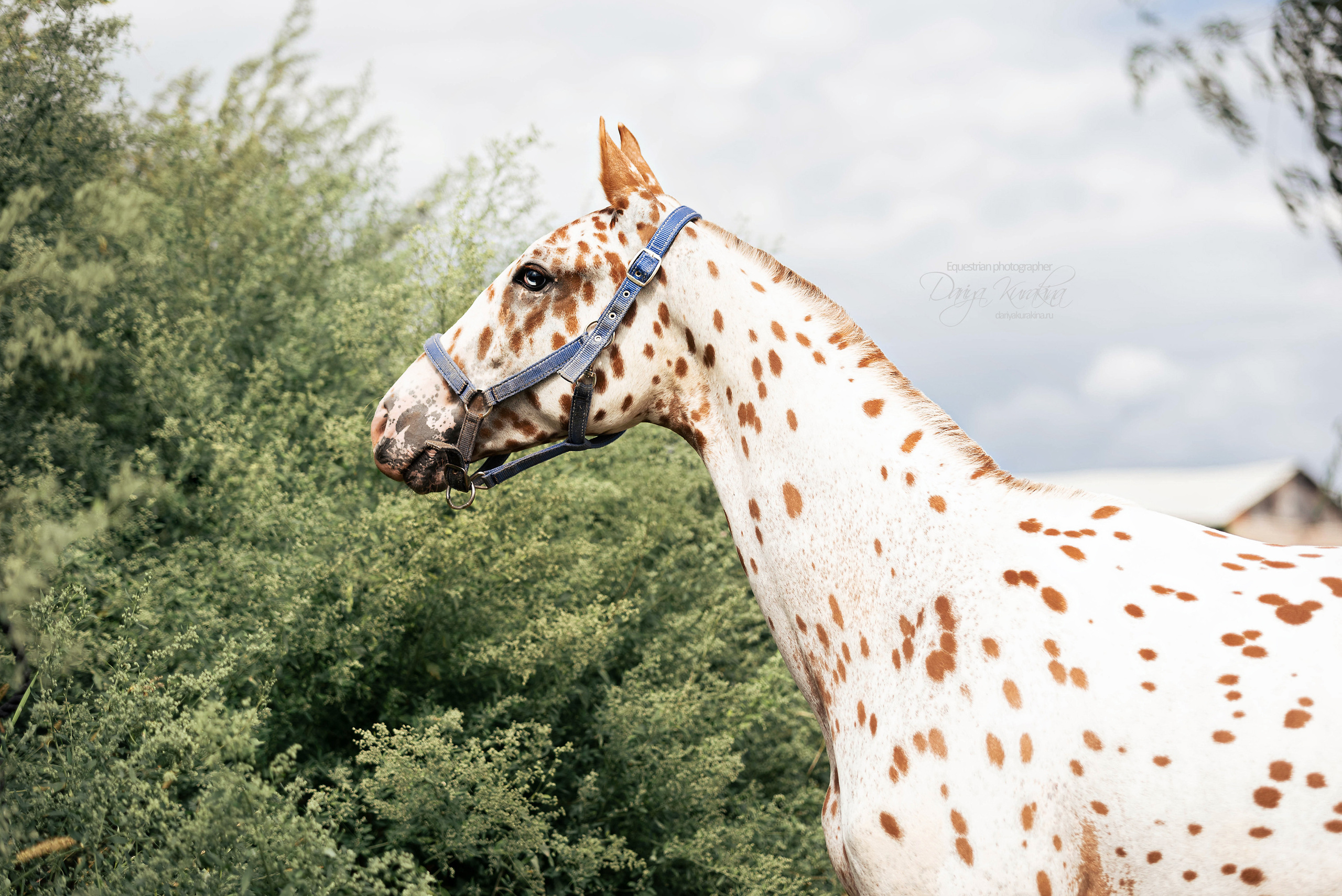 Кнабы. Конный фотограф Куракина Дарья • Фотосессии с лошадьми
