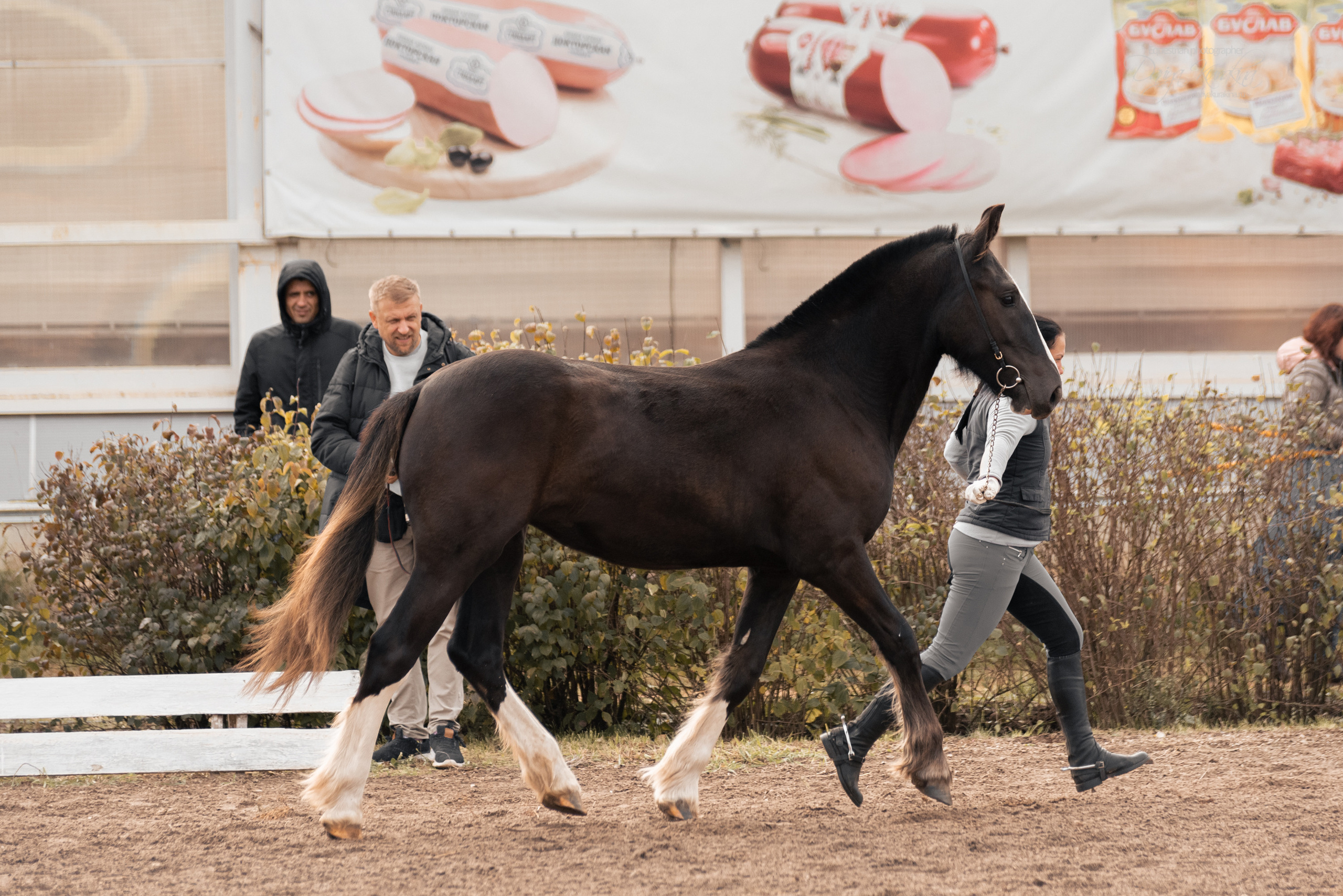 Богдарня. Конный фотограф Куракина Дарья • Фотосессии с лошадьми