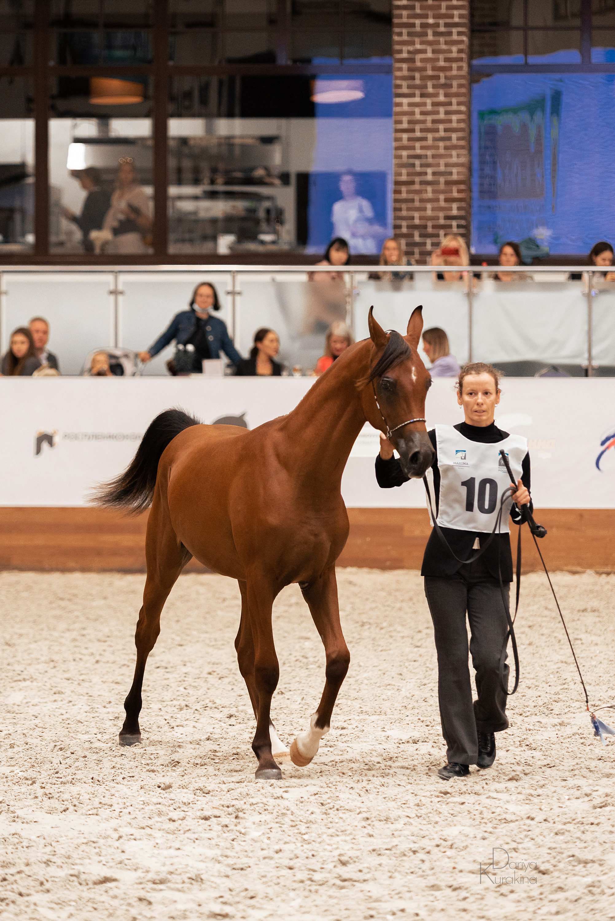 Конная Россия 2021. Конный фотограф Куракина Дарья • Фотосессии с лошадьми
