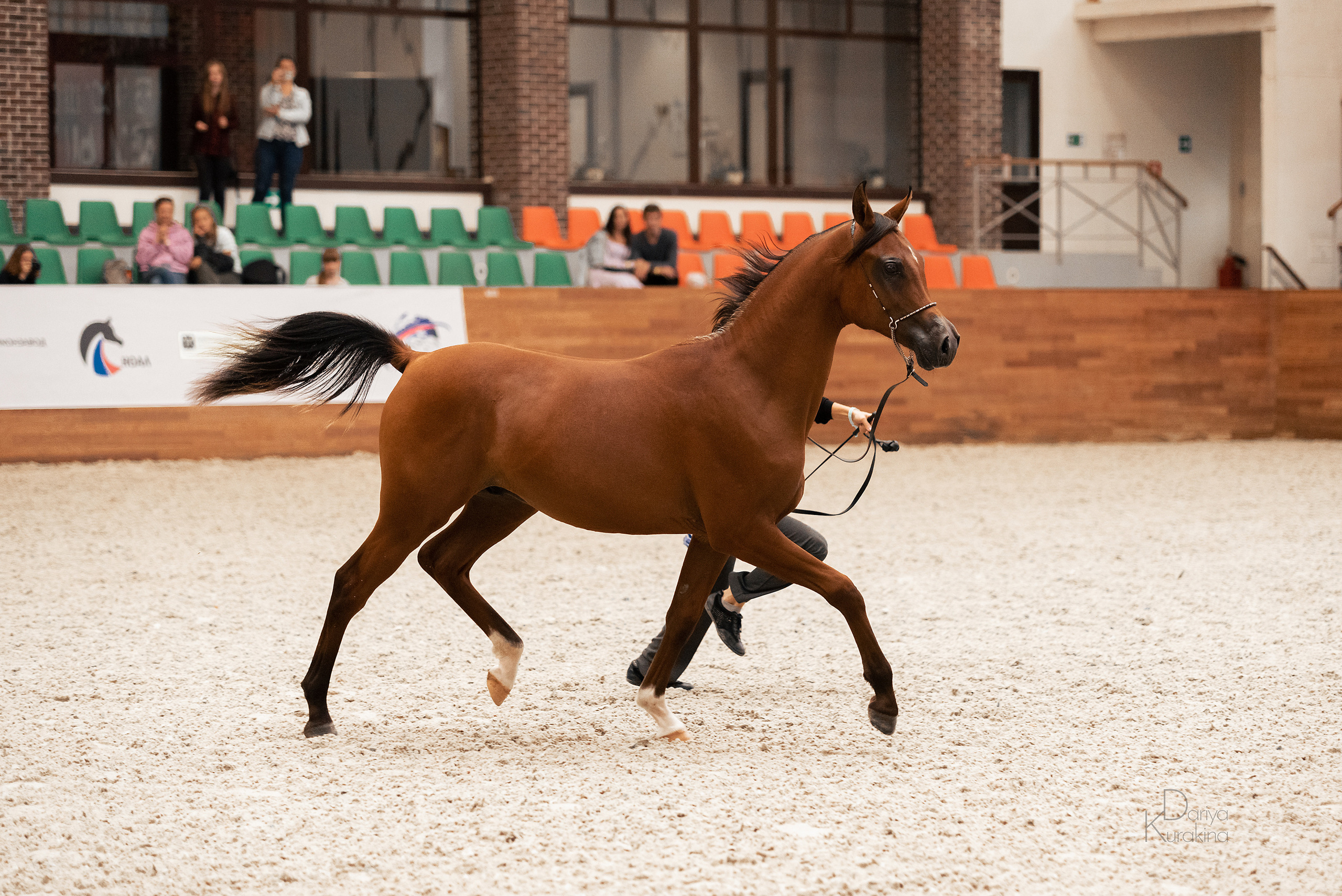 Конная Россия 2021. Конный фотограф Куракина Дарья • Фотосессии с лошадьми