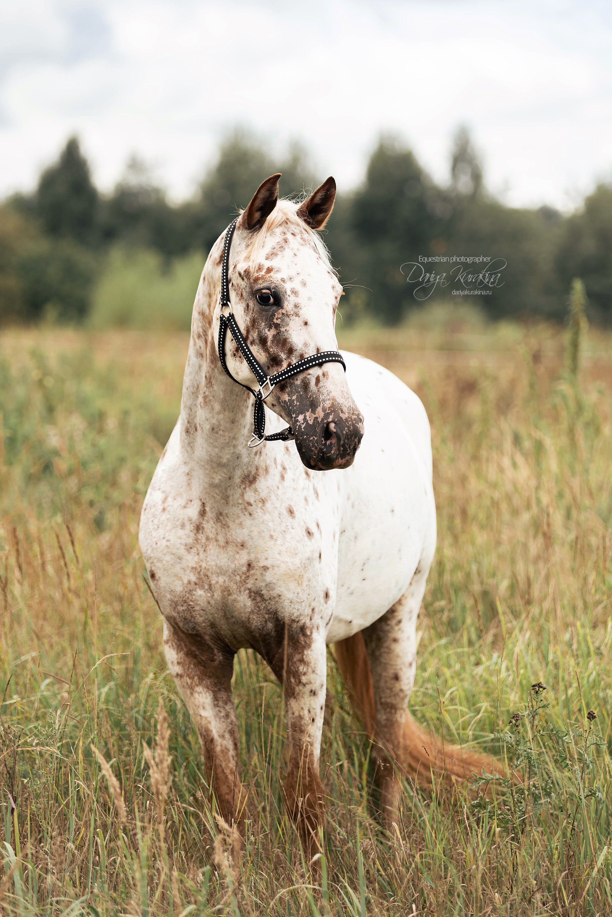 Кнабы. Конный фотограф Куракина Дарья • Фотосессии с лошадьми