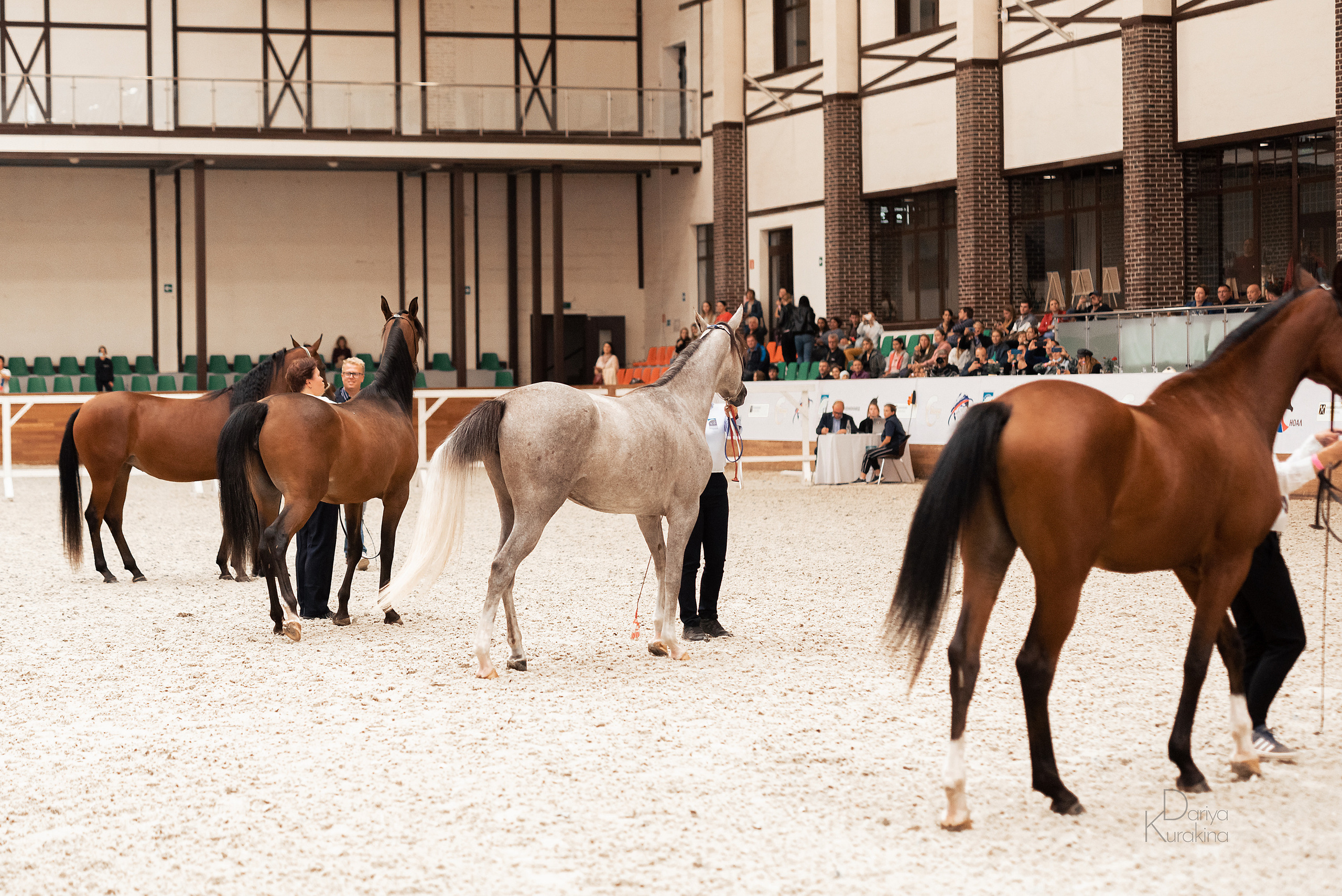 Конная Россия 2021. Конный фотограф Куракина Дарья • Фотосессии с лошадьми