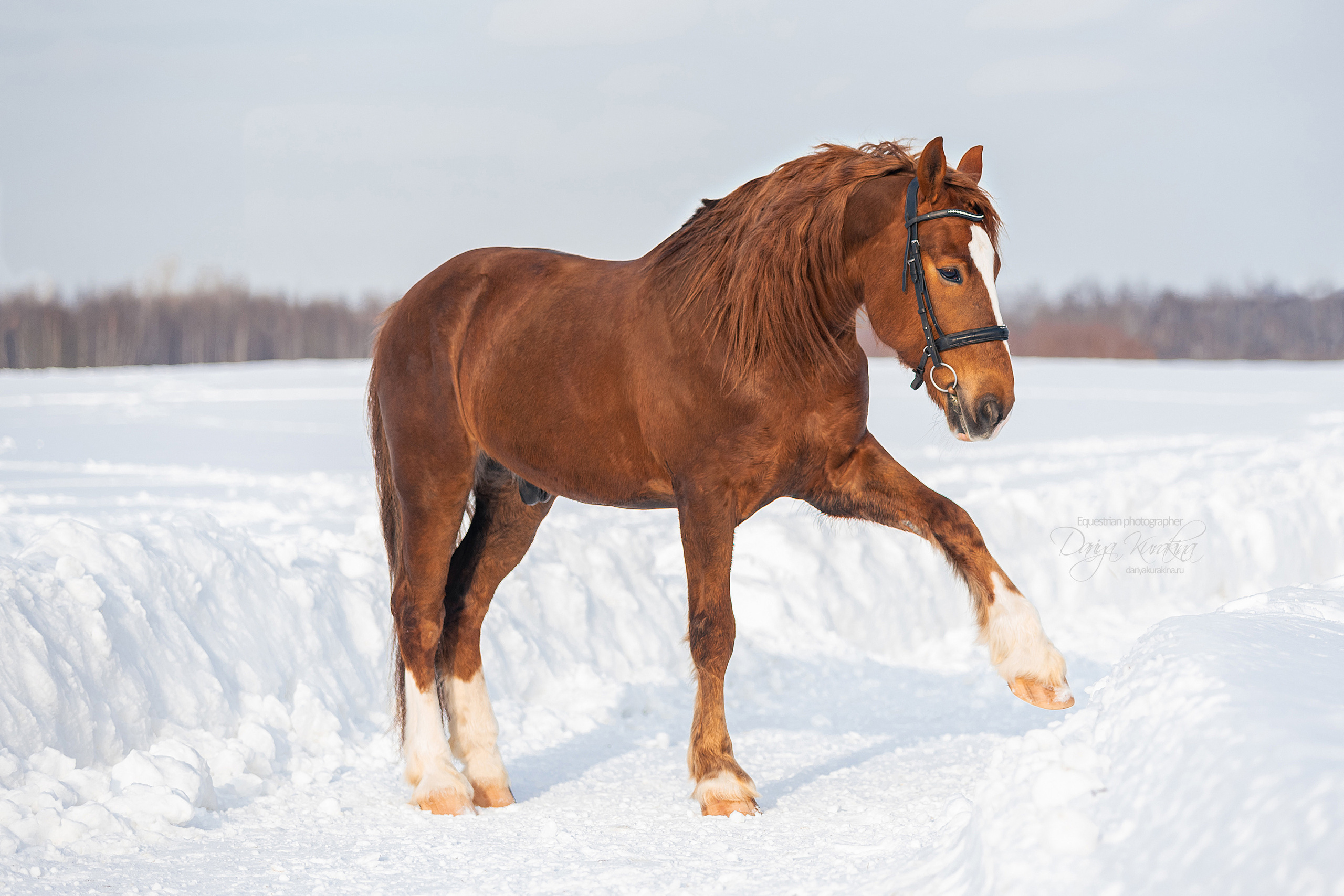 Лиза и Ригард. Конный фотограф Куракина Дарья • Фотосессии с лошадьми
