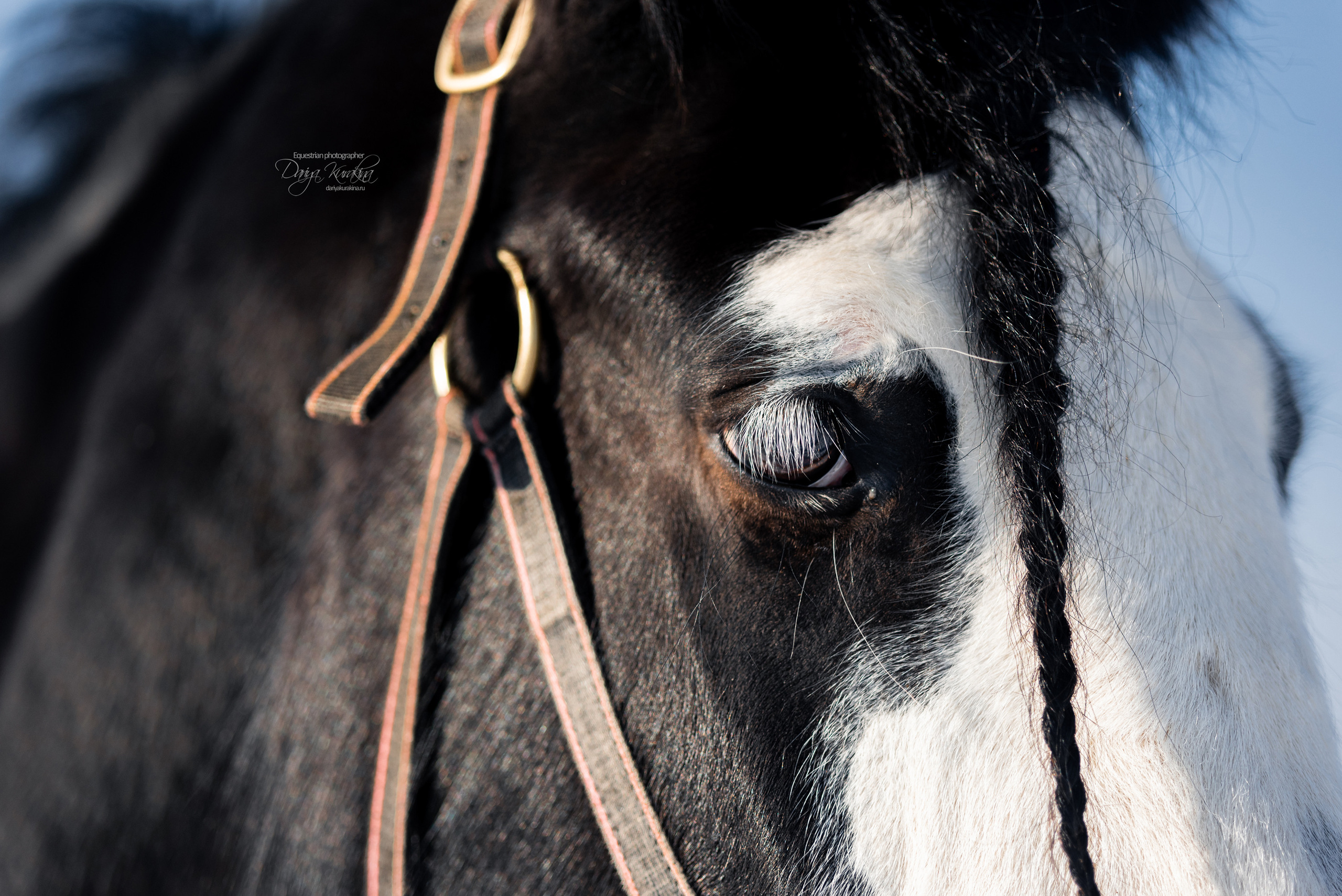 Лафарейдо. Конный фотограф Куракина Дарья • Фотосессии с лошадьми