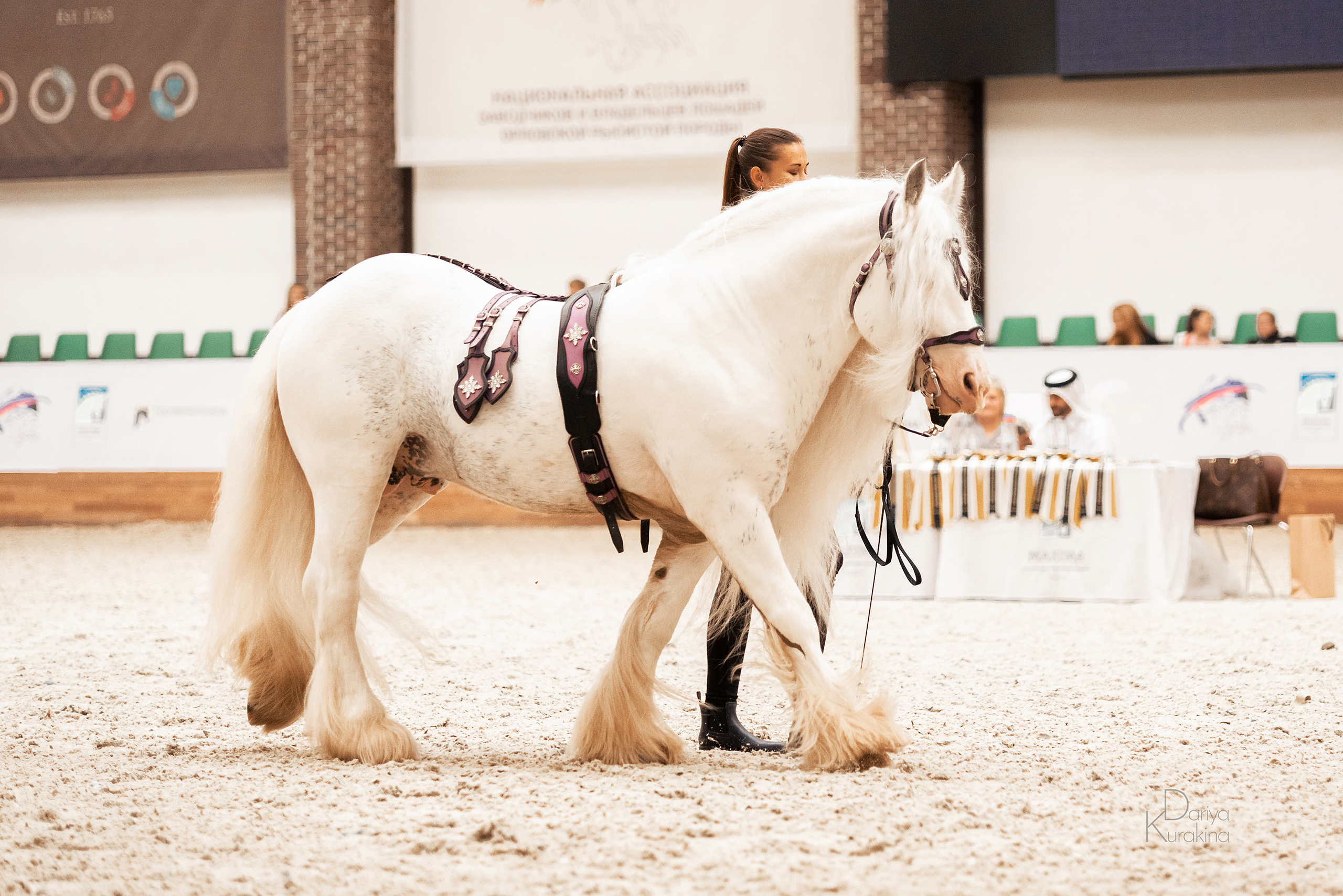 Конная Россия 2021. Конный фотограф Куракина Дарья • Фотосессии с лошадьми