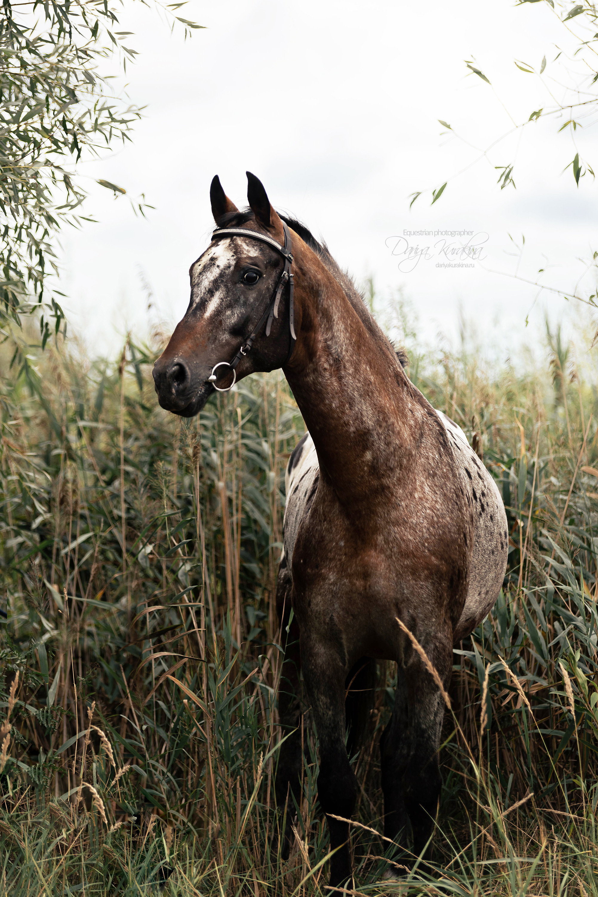 Кнабы. Конный фотограф Куракина Дарья • Фотосессии с лошадьми