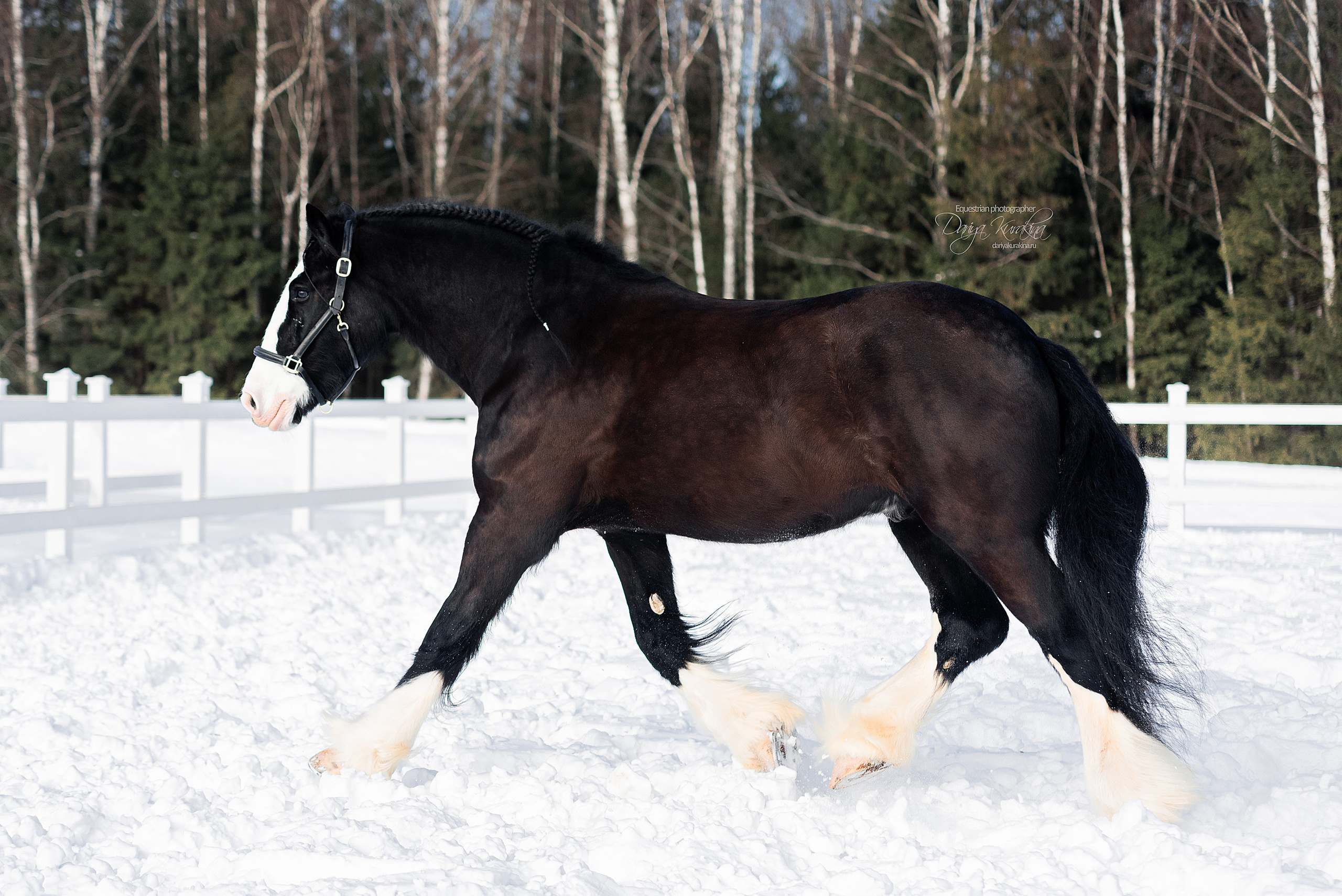 Лафарейдо. Конный фотограф Куракина Дарья • Фотосессии с лошадьми