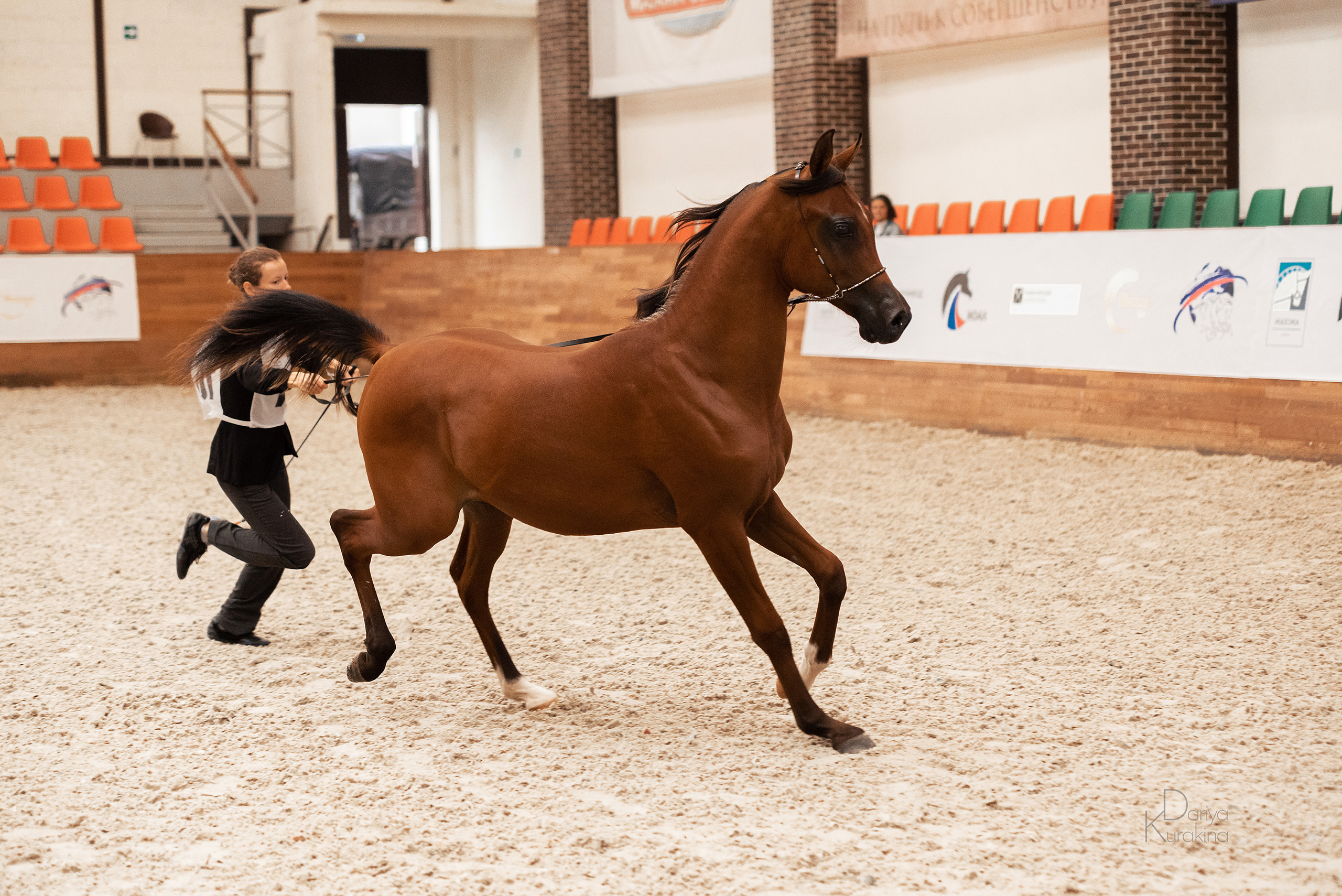 Конная Россия 2021. Конный фотограф Куракина Дарья • Фотосессии с лошадьми