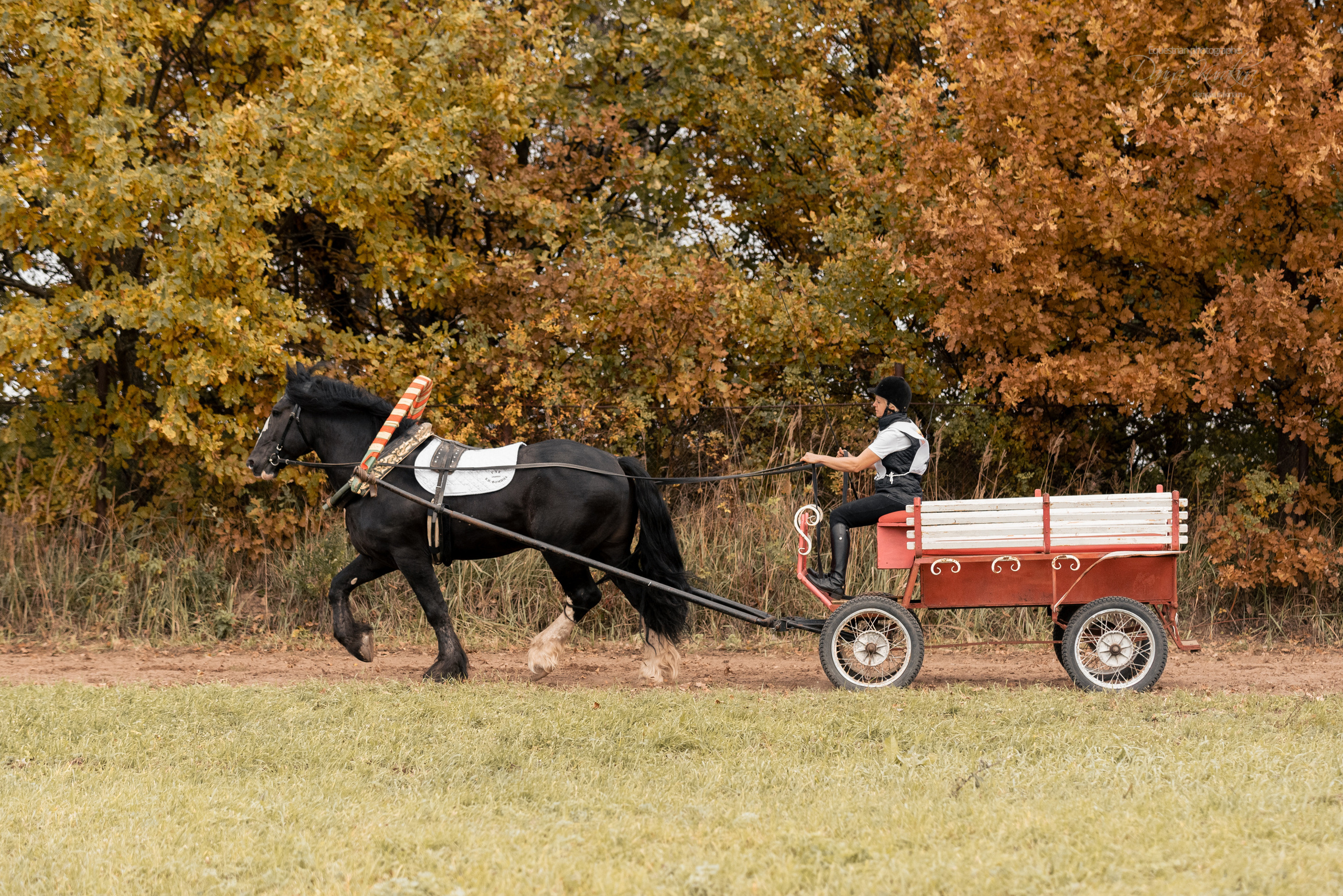 Богдарня. Конный фотограф Куракина Дарья • Фотосессии с лошадьми