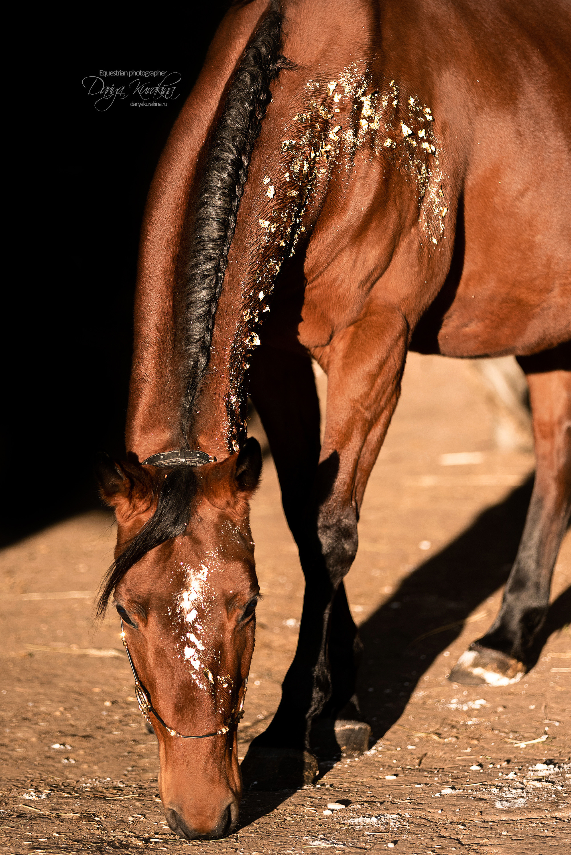 Сияние. Конный фотограф Куракина Дарья • Фотосессии с лошадьми