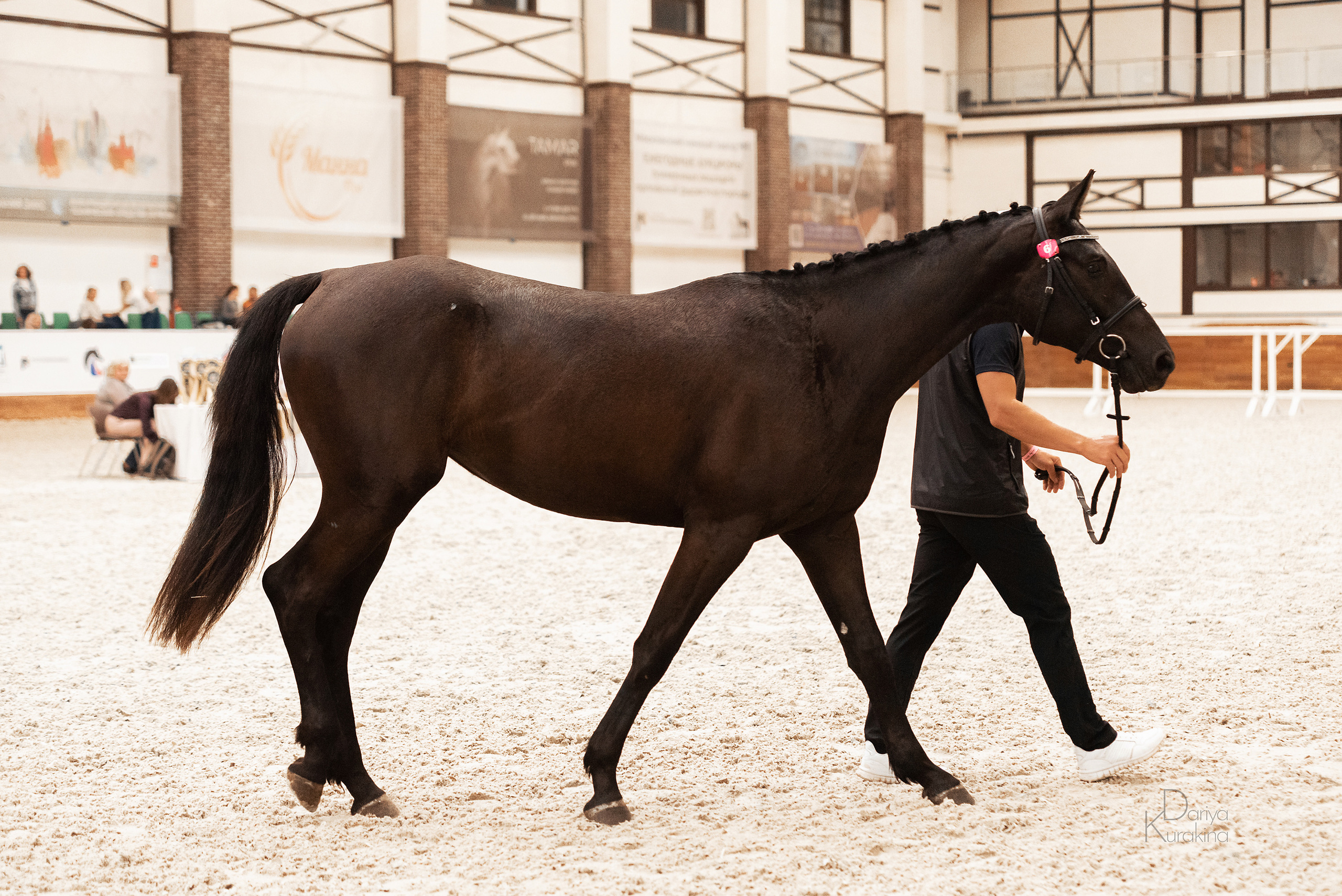 Конная Россия 2021. Конный фотограф Куракина Дарья • Фотосессии с лошадьми