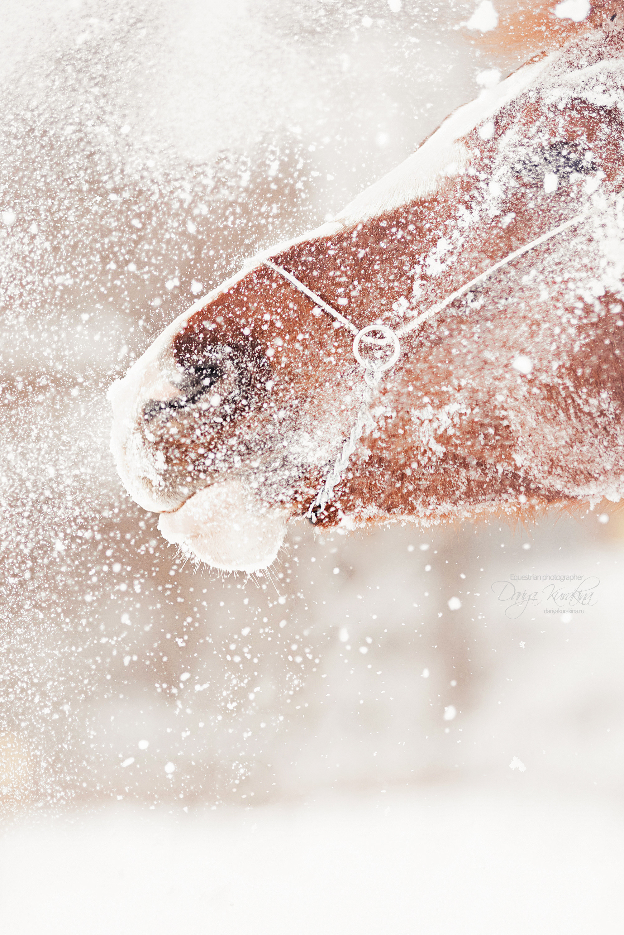 Атос. Конный фотограф Куракина Дарья • Фотосессии с лошадьми