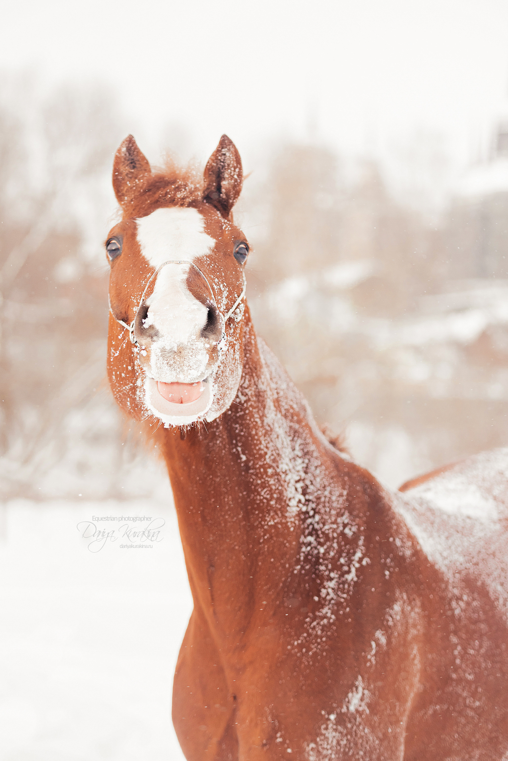 Атос. Конный фотограф Куракина Дарья • Фотосессии с лошадьми
