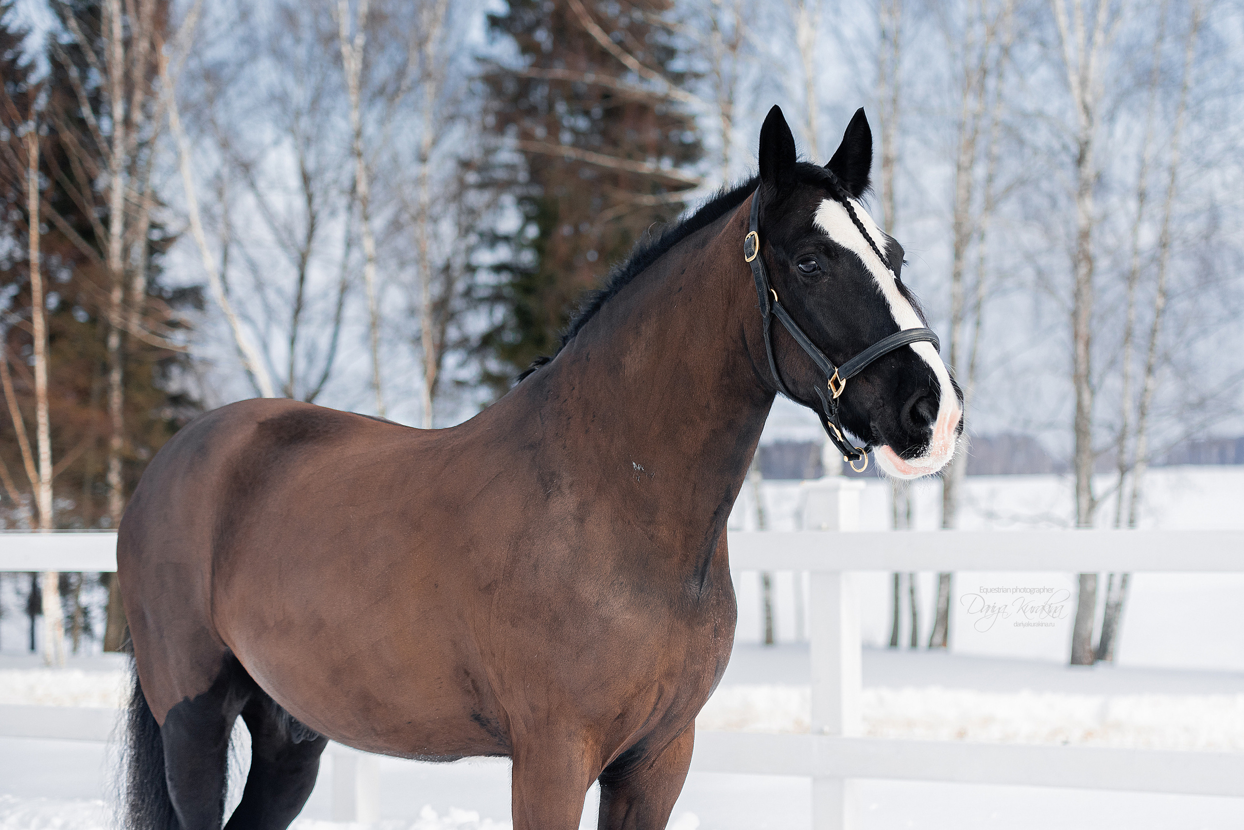 Лафарейдо. Конный фотограф Куракина Дарья • Фотосессии с лошадьми
