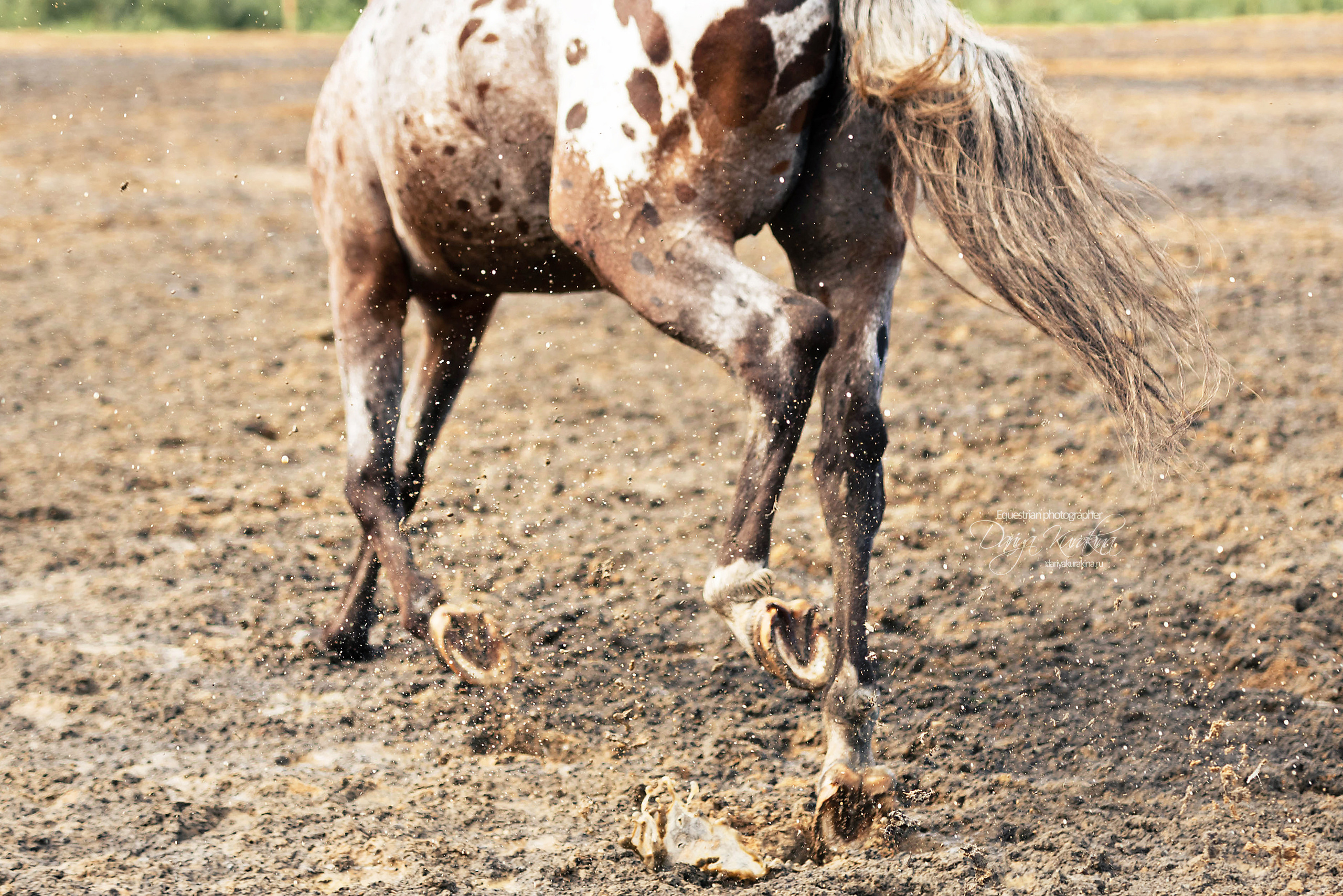 Кнабы. Конный фотограф Куракина Дарья • Фотосессии с лошадьми