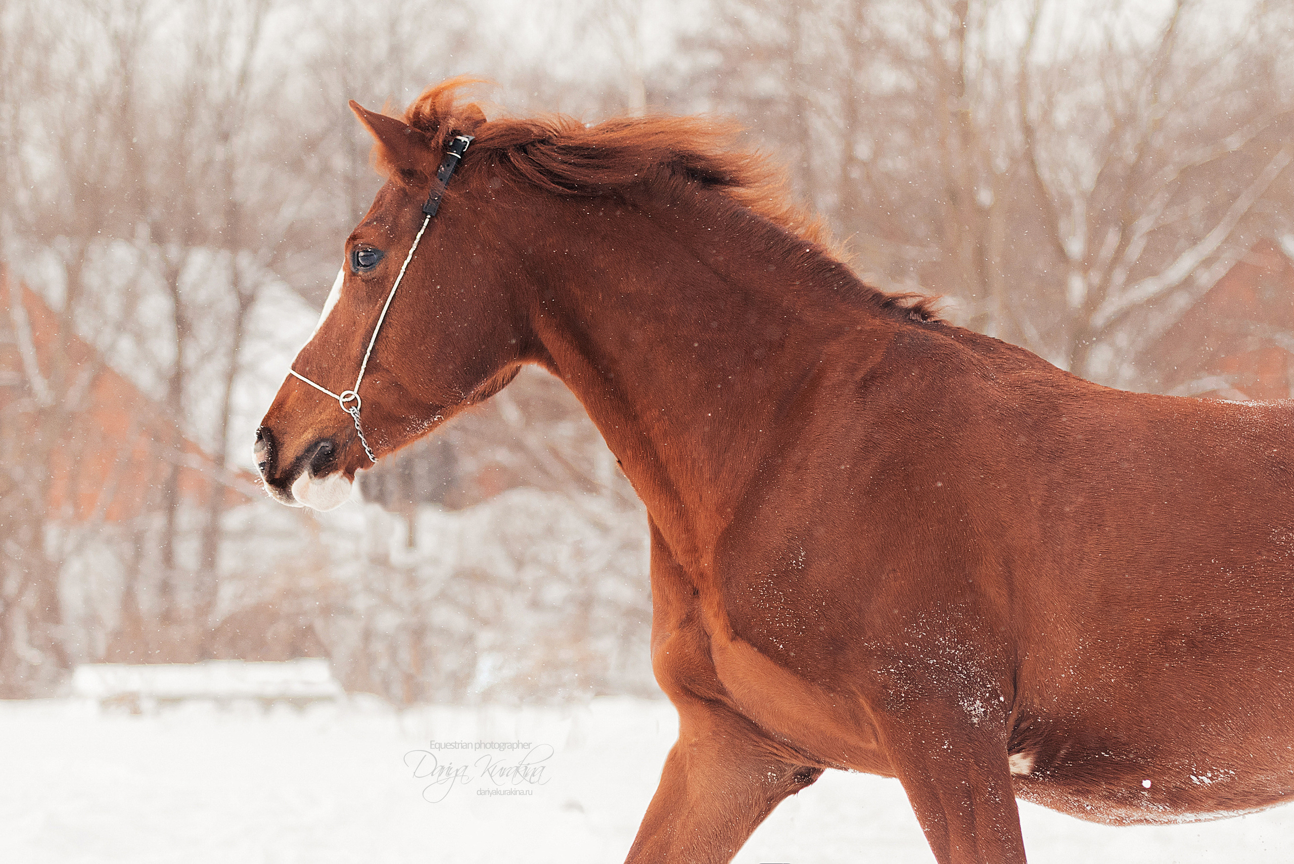Атос. Конный фотограф Куракина Дарья • Фотосессии с лошадьми