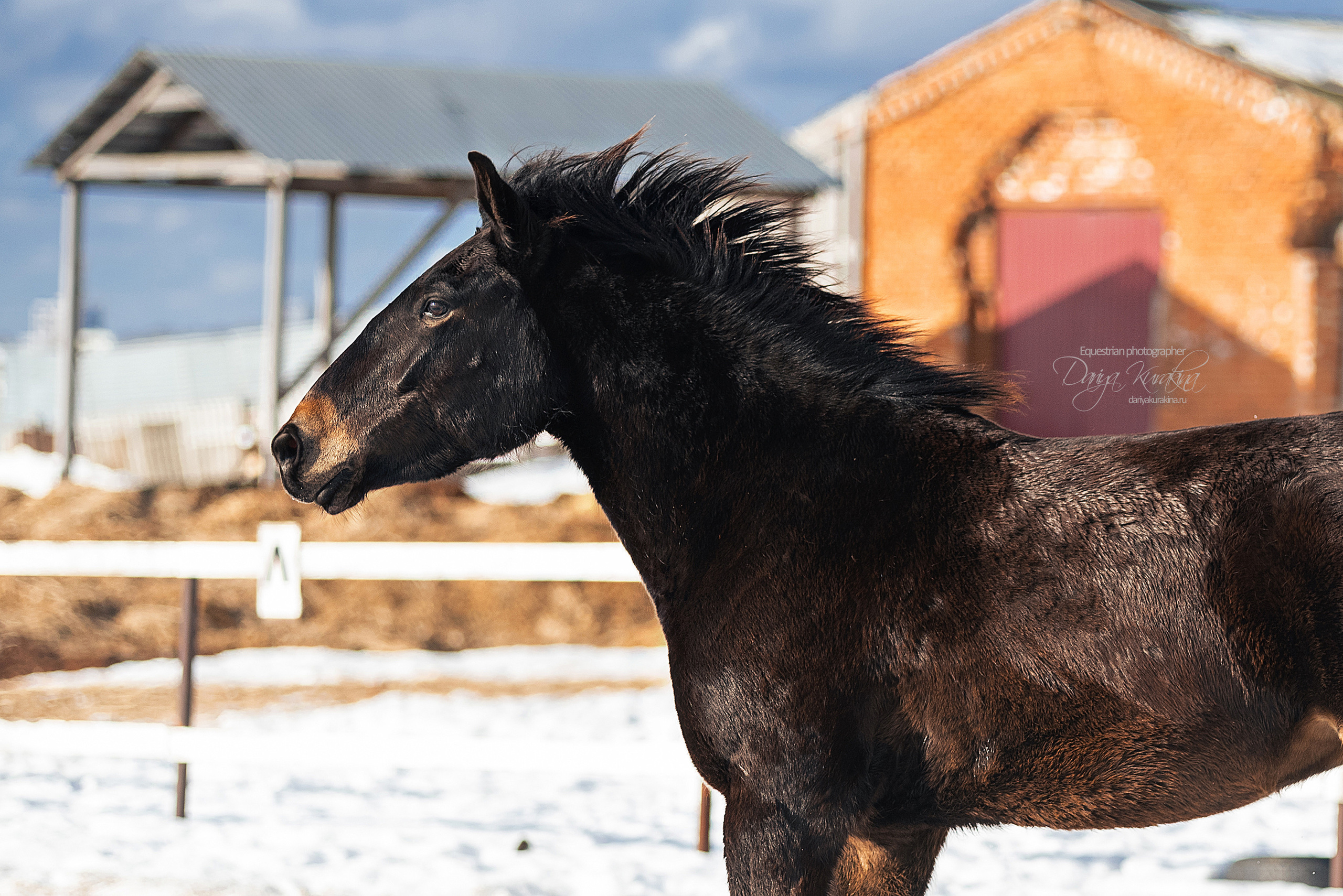 Кроули. Конный фотограф Куракина Дарья • Фотосессии с лошадьми