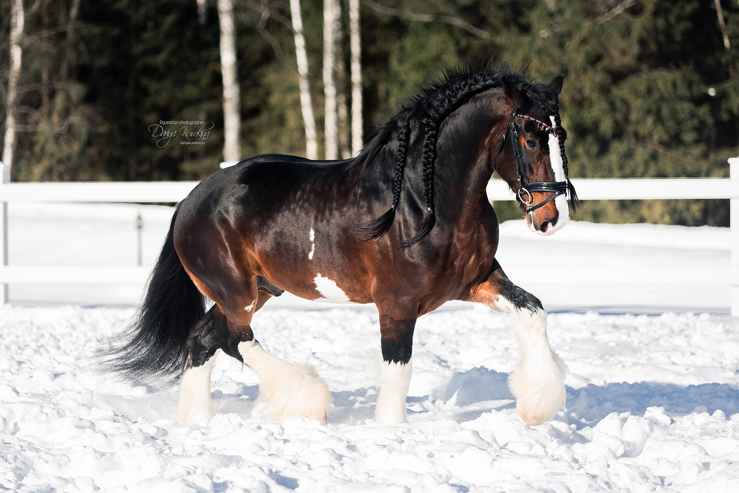 Лафарейдо. Конный фотограф Куракина Дарья • Фотосессии с лошадьми