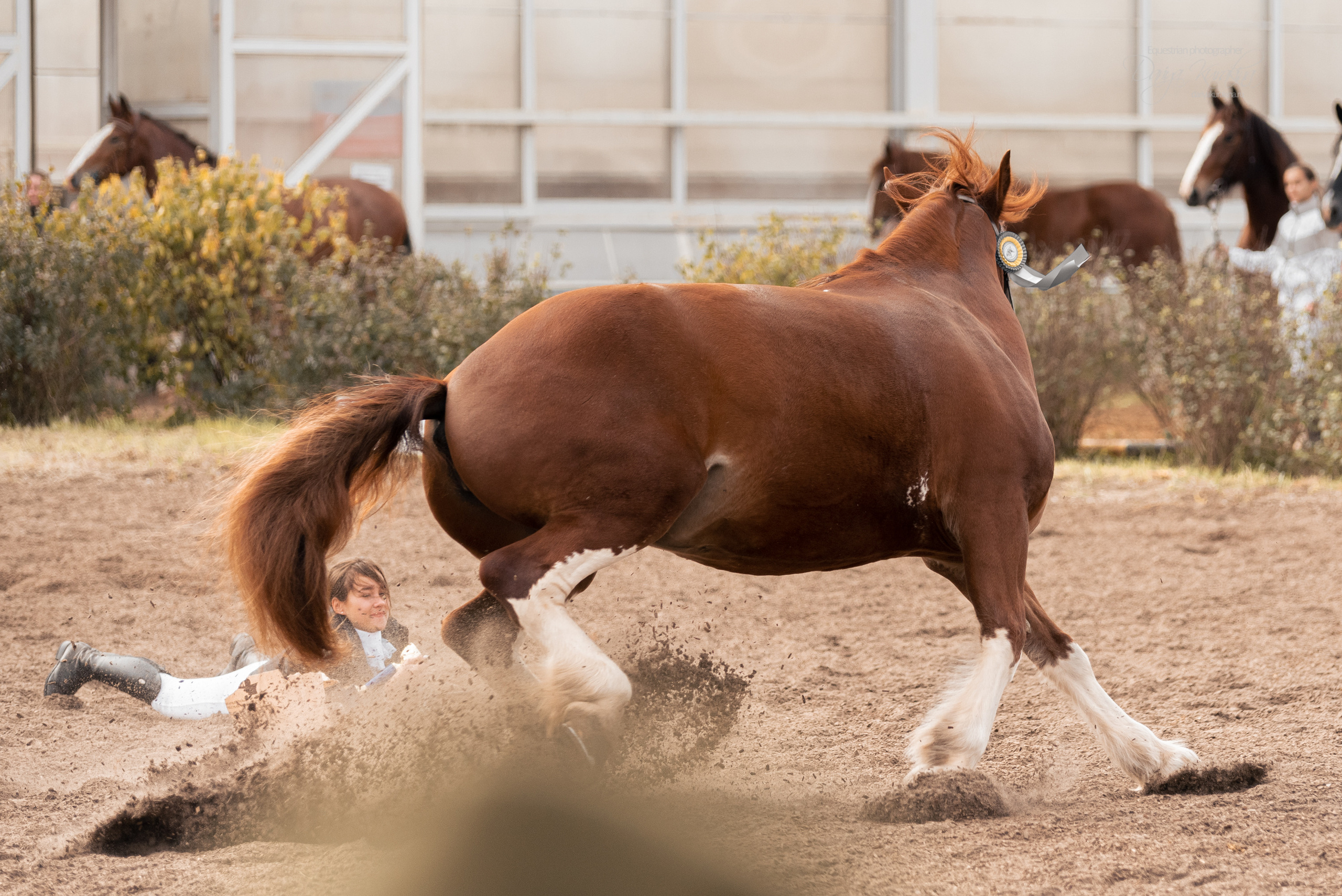 Богдарня. Конный фотограф Куракина Дарья • Фотосессии с лошадьми