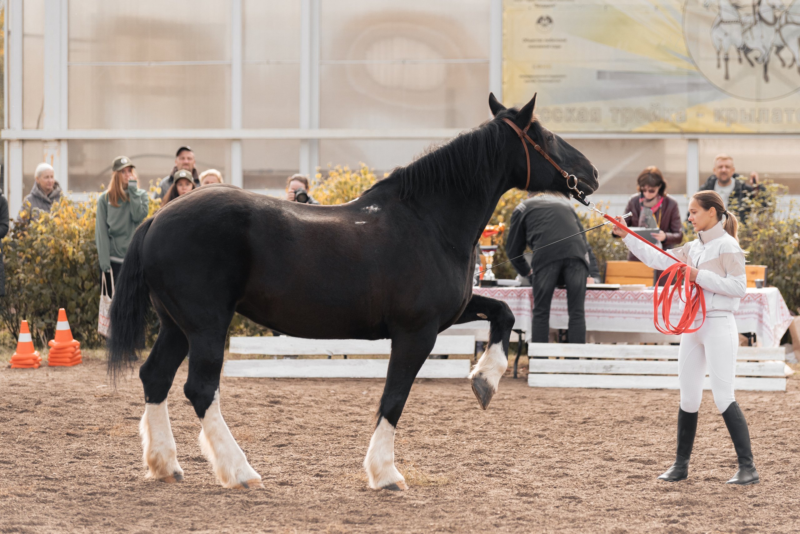 Богдарня. Конный фотограф Куракина Дарья • Фотосессии с лошадьми