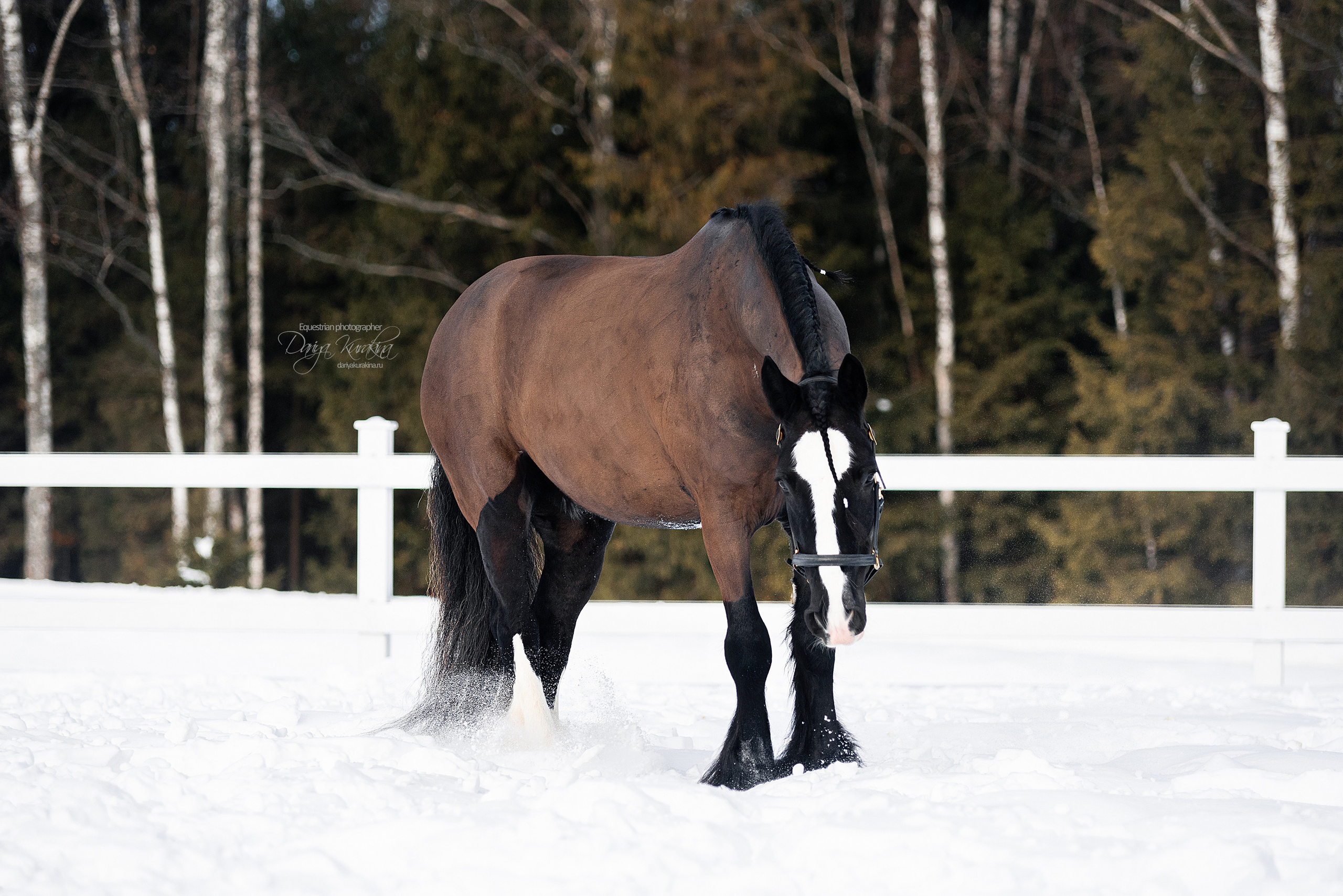 Лафарейдо. Конный фотограф Куракина Дарья • Фотосессии с лошадьми