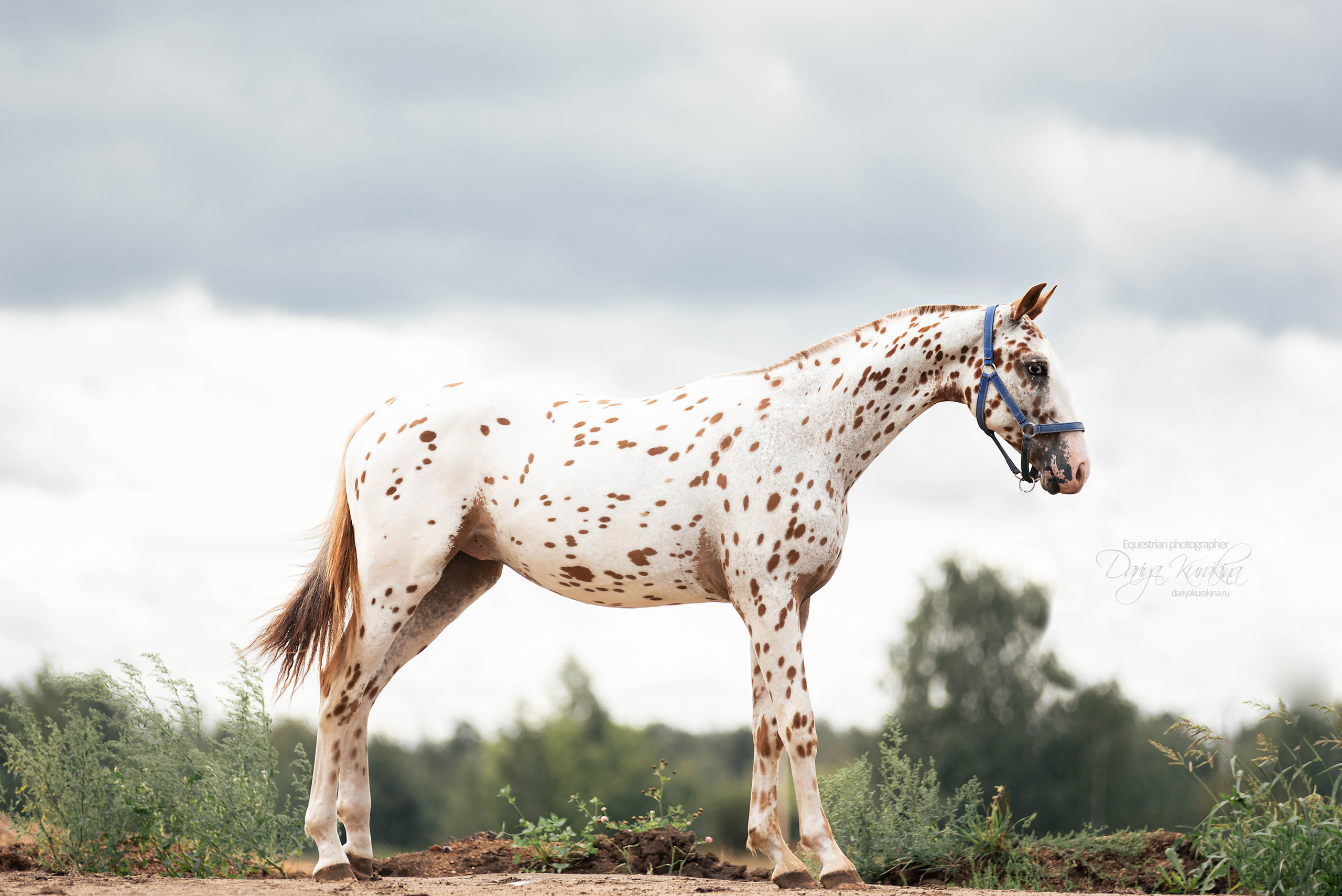 Кнабы. Конный фотограф Куракина Дарья • Фотосессии с лошадьми
