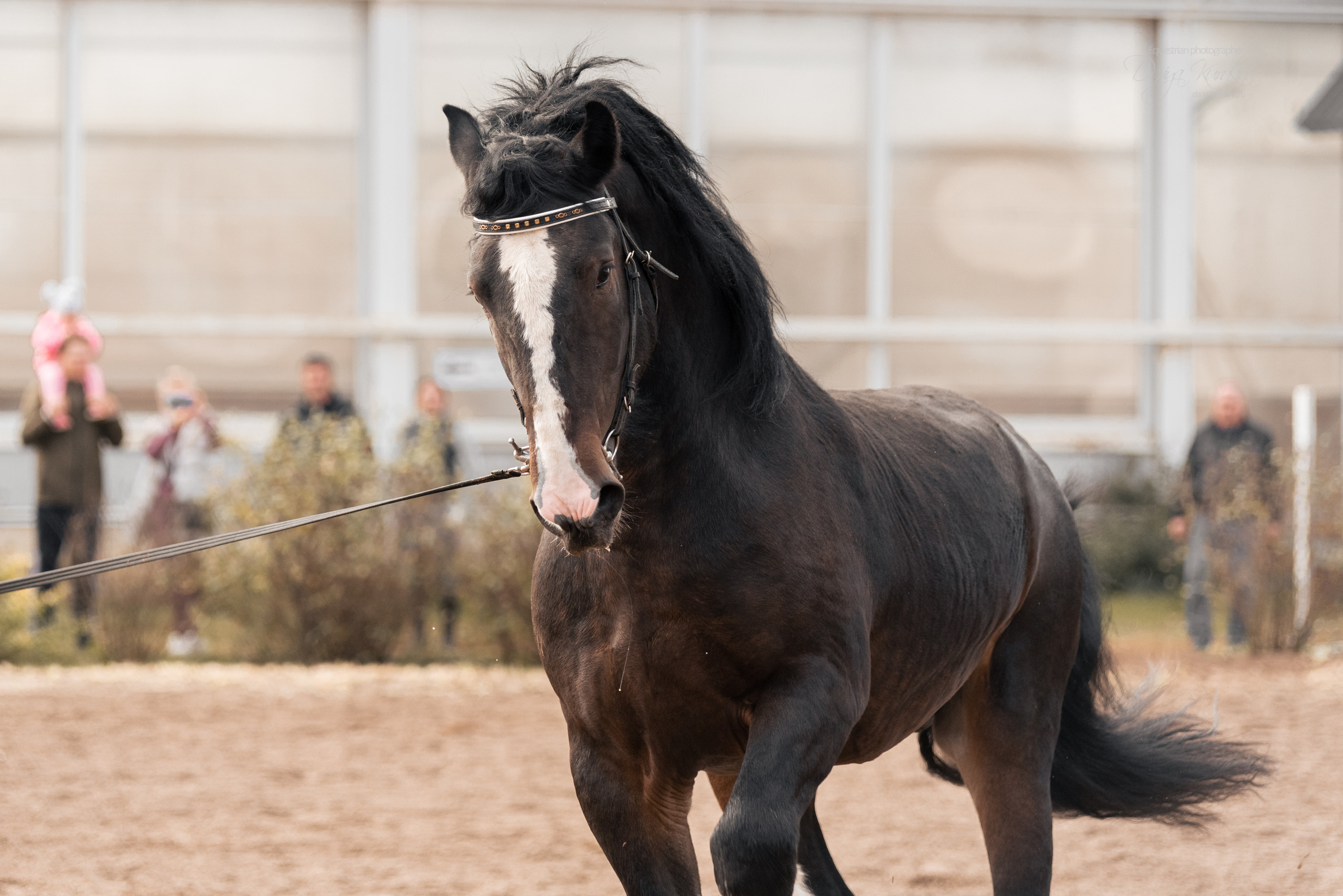 Богдарня. Конный фотограф Куракина Дарья • Фотосессии с лошадьми