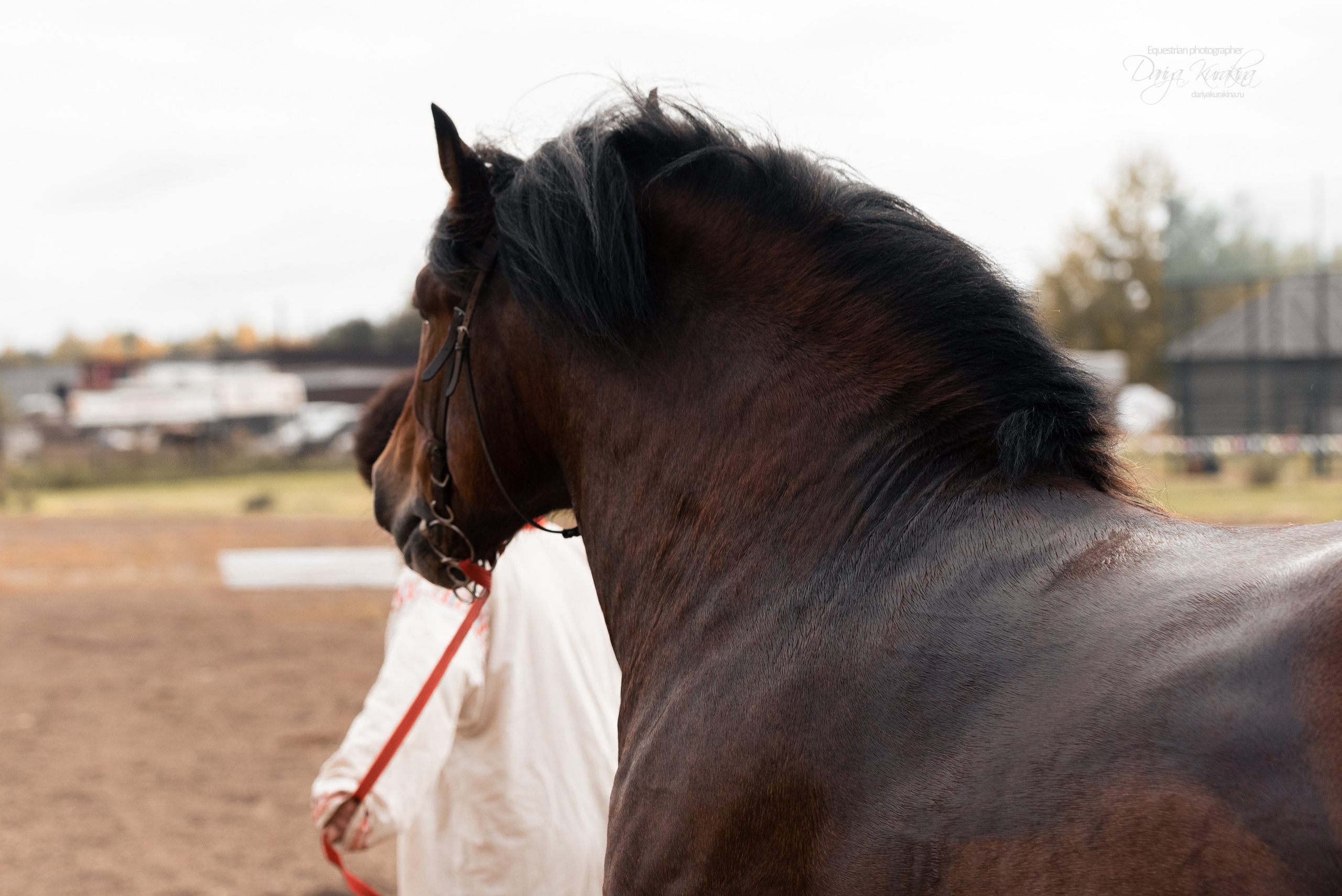 Богдарня. Конный фотограф Куракина Дарья • Фотосессии с лошадьми