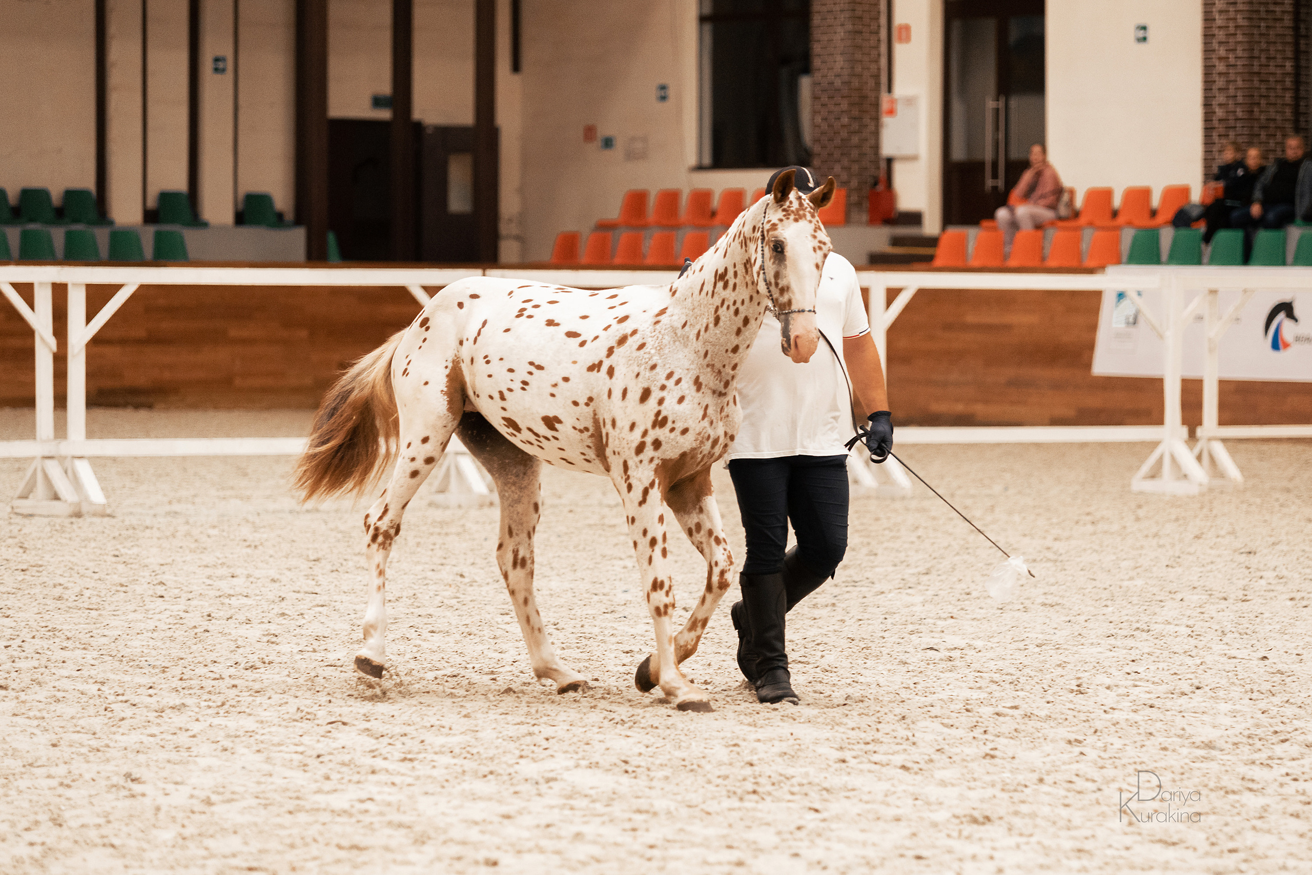 Конная Россия 2021. Конный фотограф Куракина Дарья • Фотосессии с лошадьми