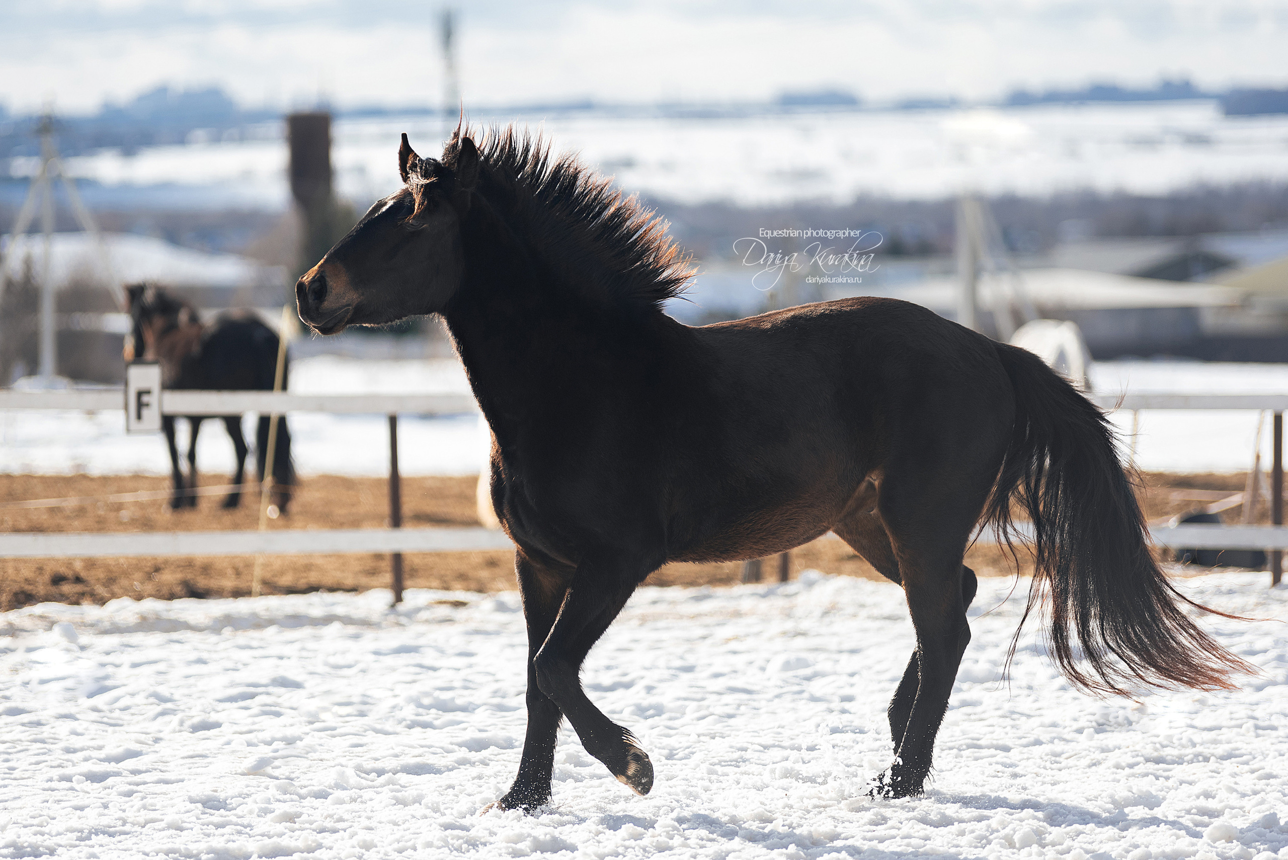 Кроули. Конный фотограф Куракина Дарья • Фотосессии с лошадьми