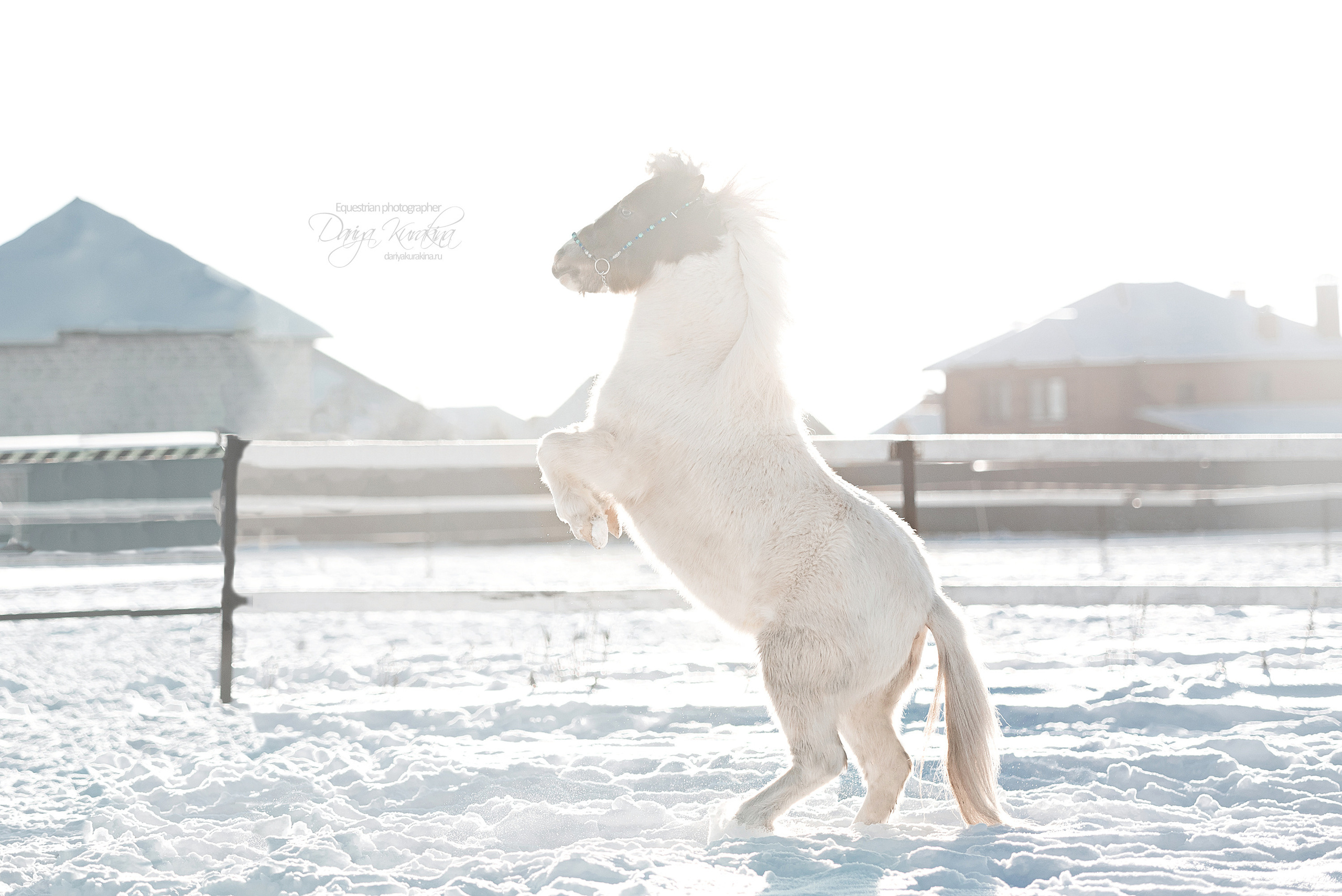 Сияние. Конный фотограф Куракина Дарья • Фотосессии с лошадьми