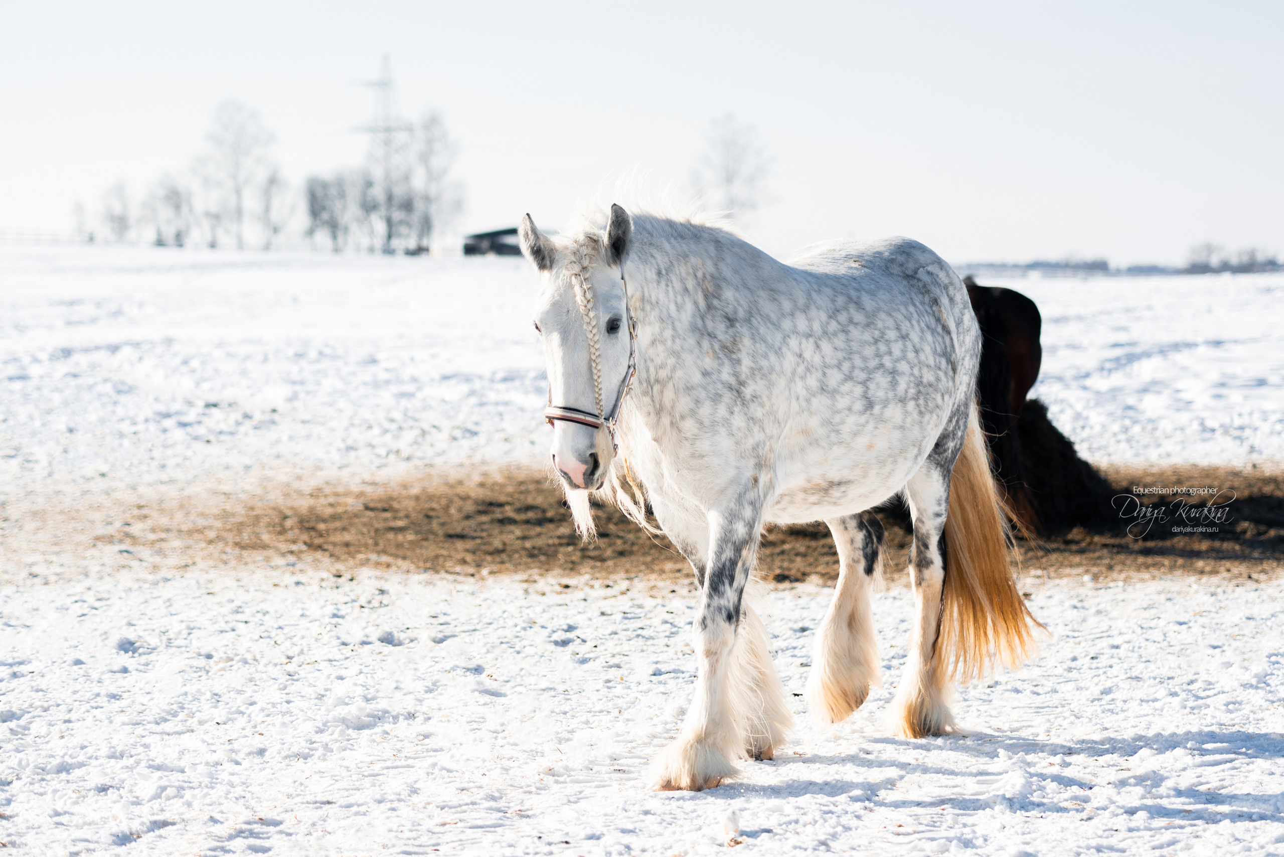 Лафарейдо. Конный фотограф Куракина Дарья • Фотосессии с лошадьми