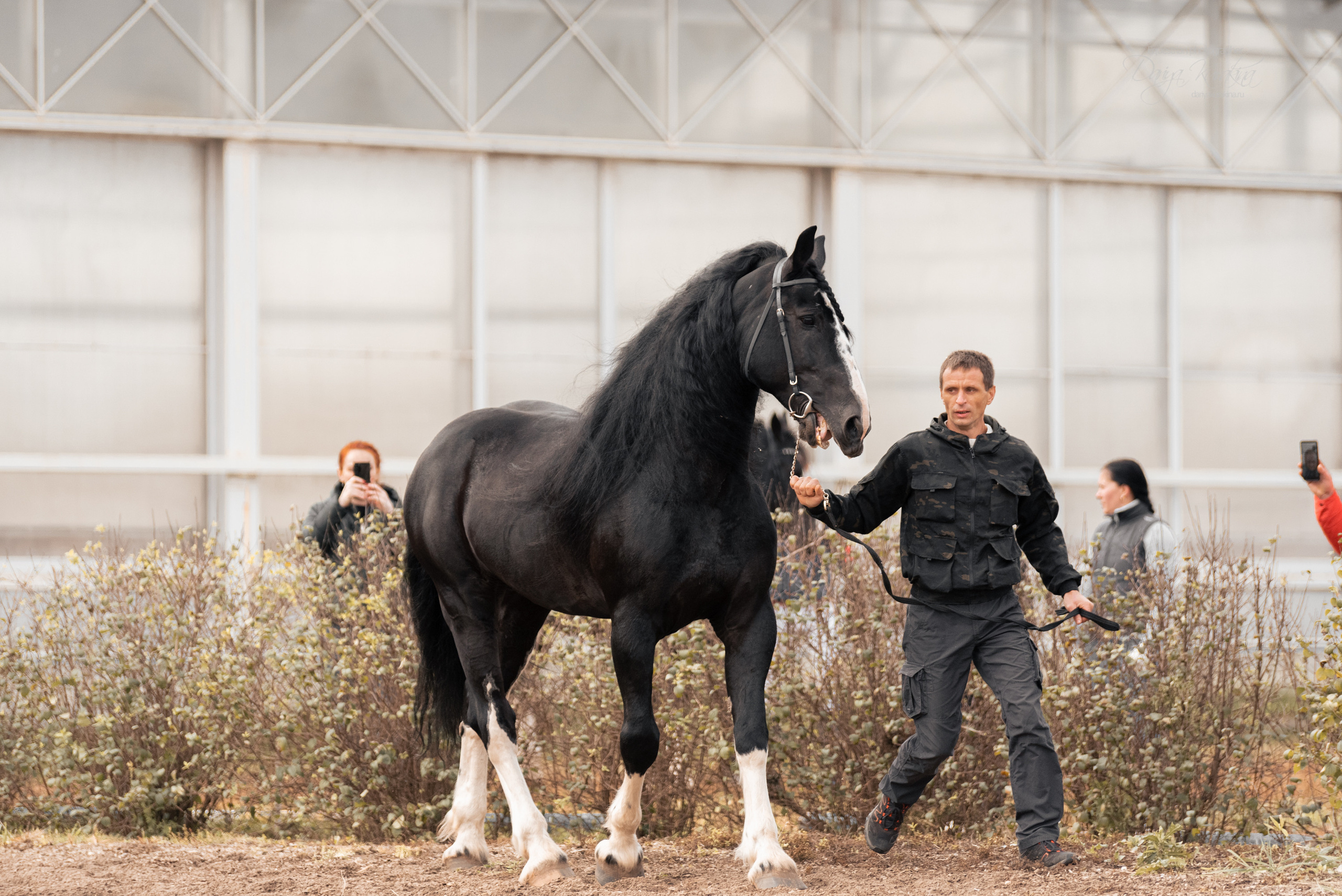 Богдарня. Конный фотограф Куракина Дарья • Фотосессии с лошадьми