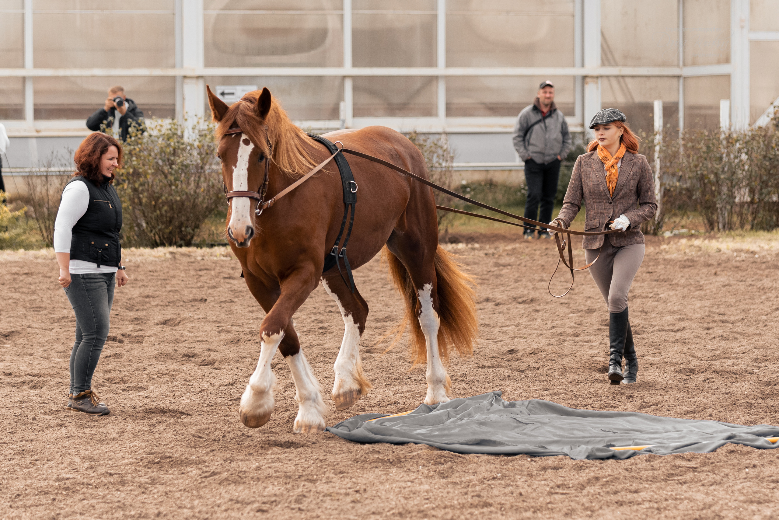 Богдарня. Конный фотограф Куракина Дарья • Фотосессии с лошадьми
