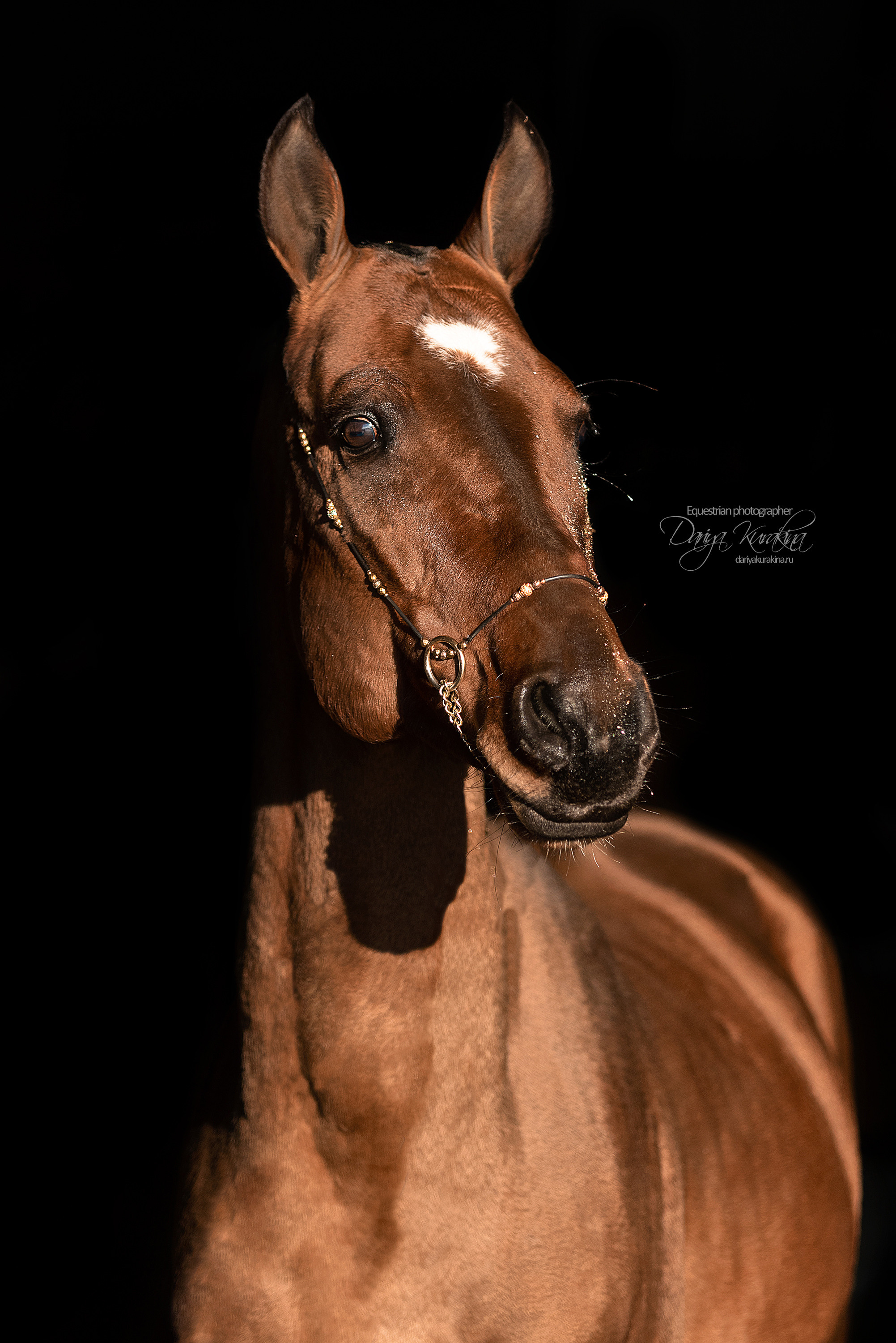 Сияние. Конный фотограф Куракина Дарья • Фотосессии с лошадьми
