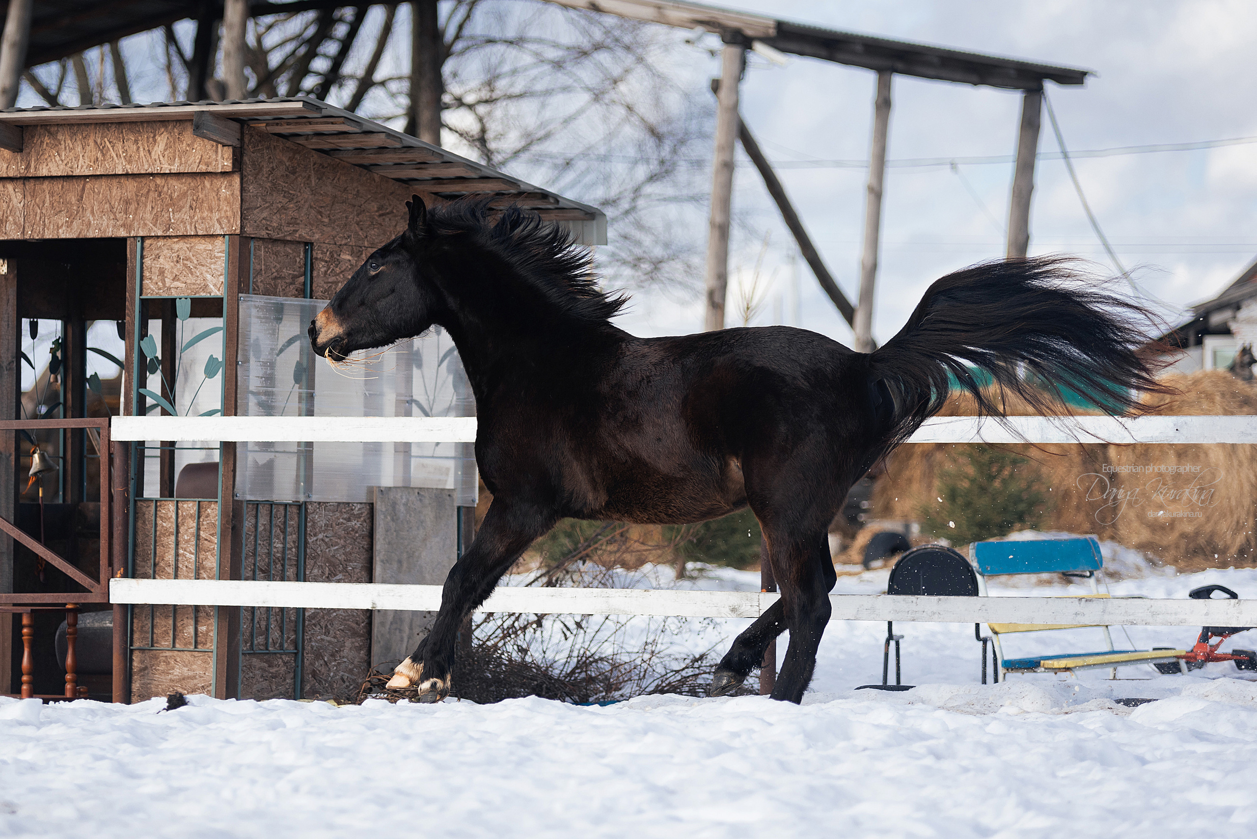 Кроули. Конный фотограф Куракина Дарья • Фотосессии с лошадьми