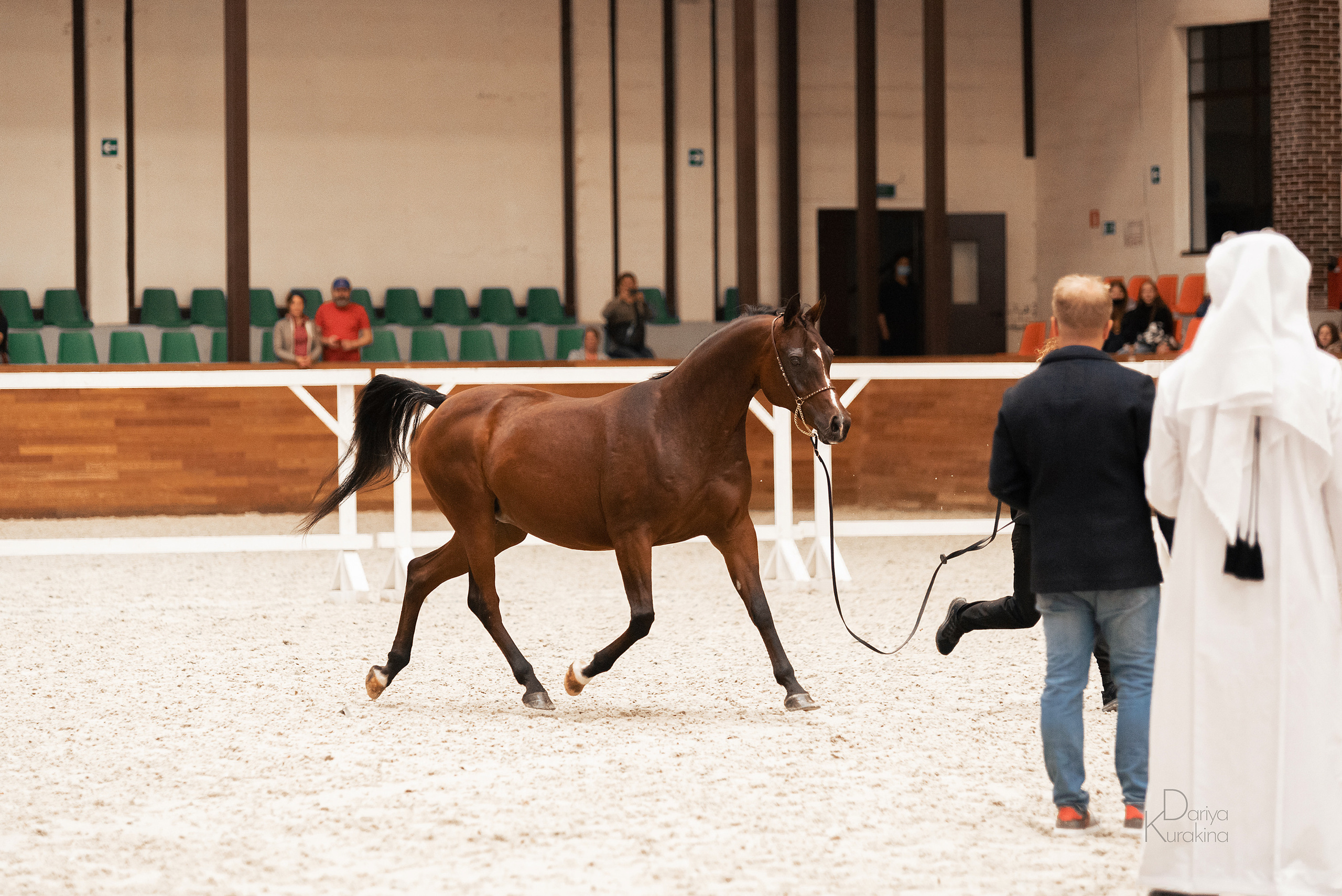 Конная Россия 2021. Конный фотограф Куракина Дарья • Фотосессии с лошадьми