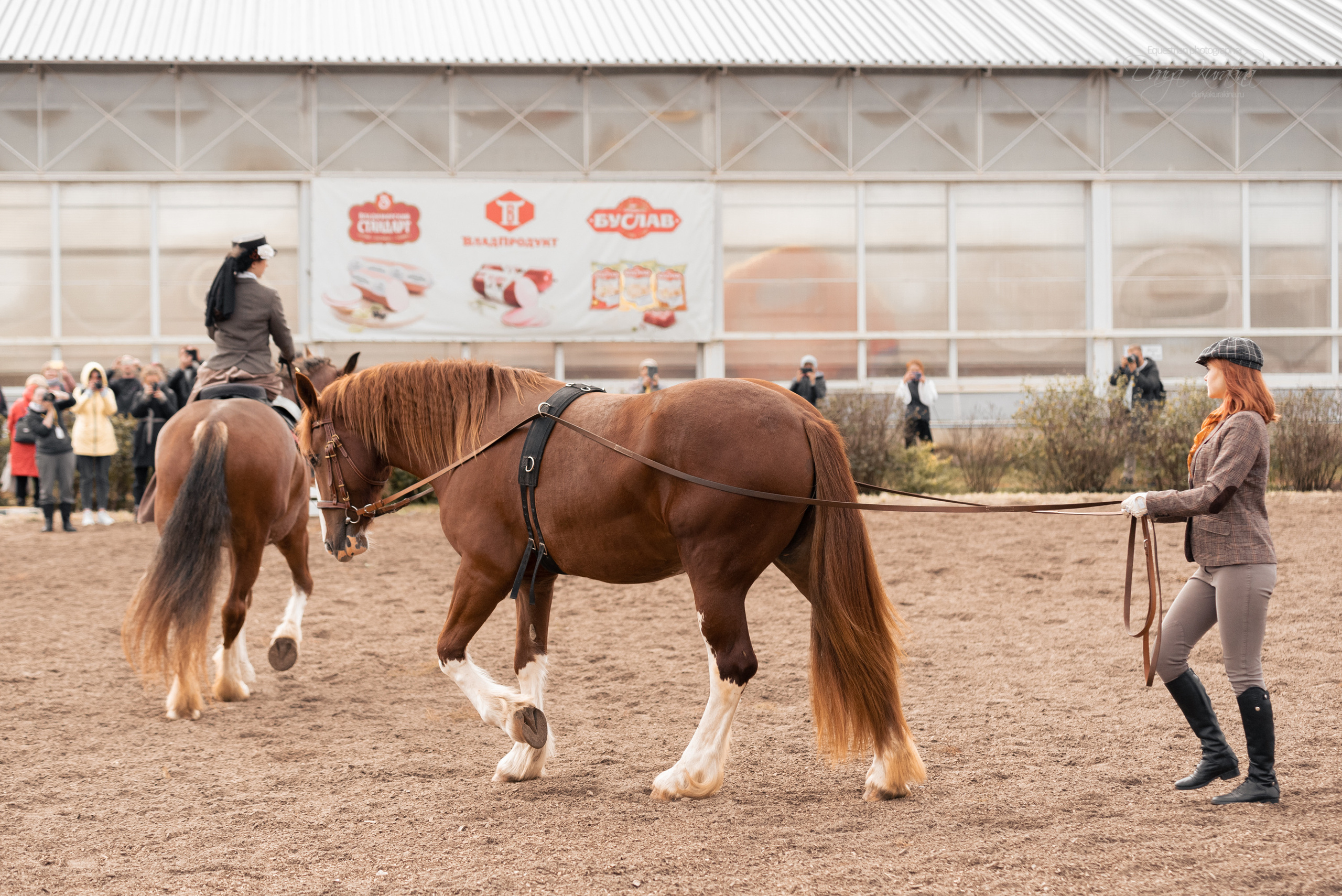 Богдарня. Конный фотограф Куракина Дарья • Фотосессии с лошадьми