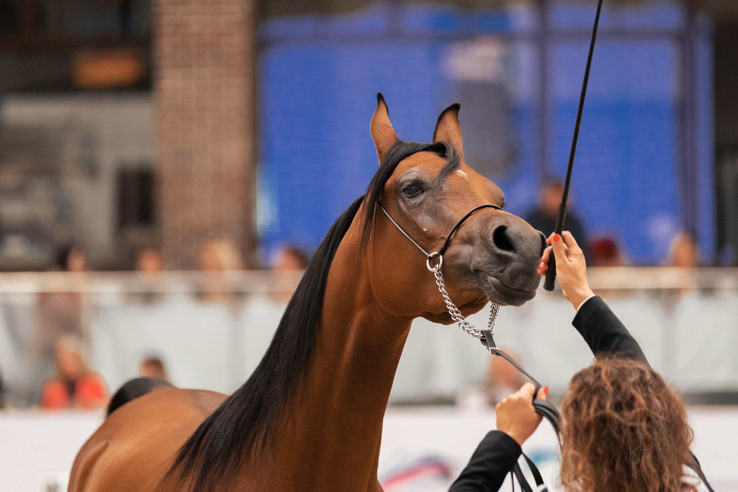 Конная Россия 2021. Конный фотограф Куракина Дарья • Фотосессии с лошадьми