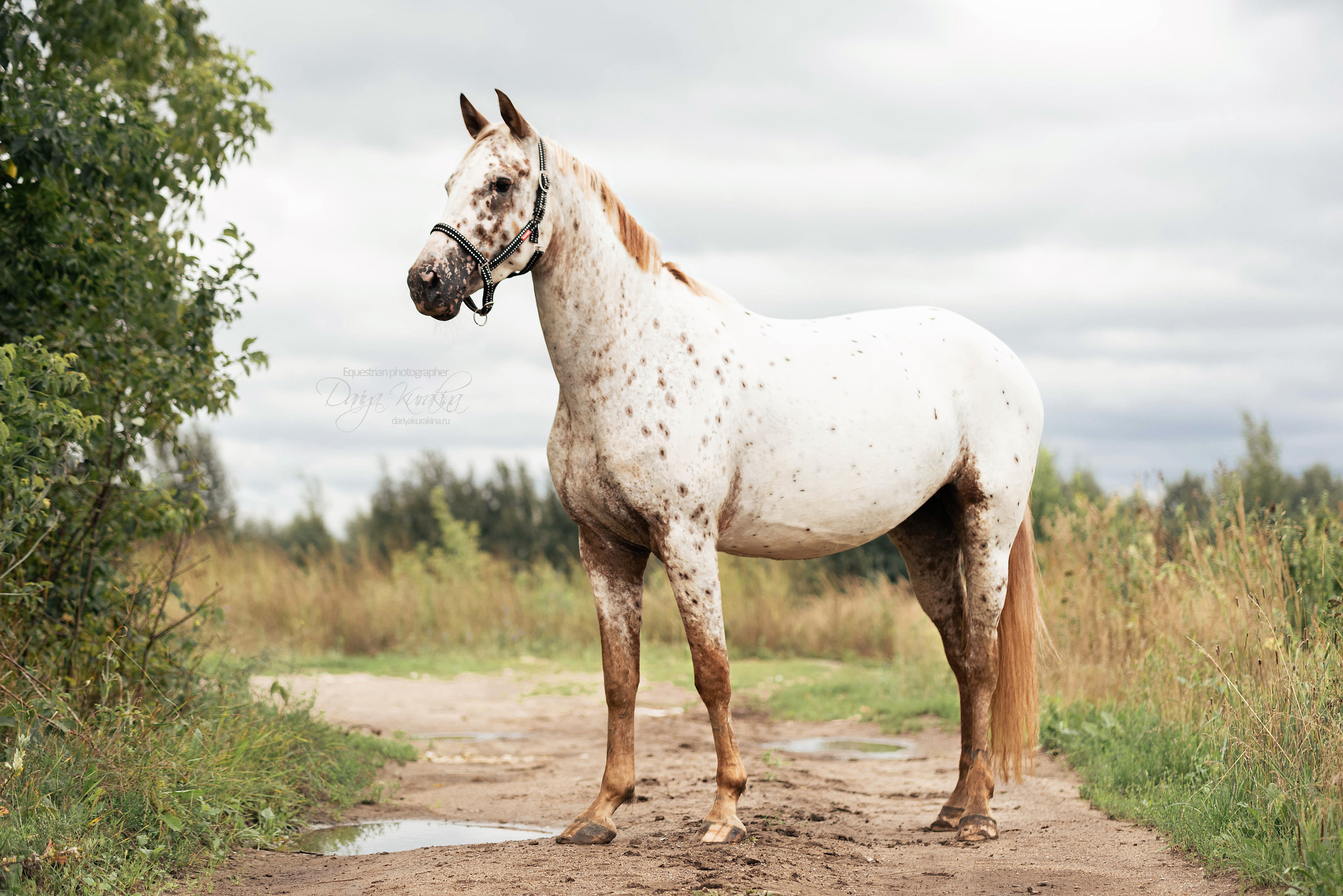 Кнабы. Конный фотограф Куракина Дарья • Фотосессии с лошадьми