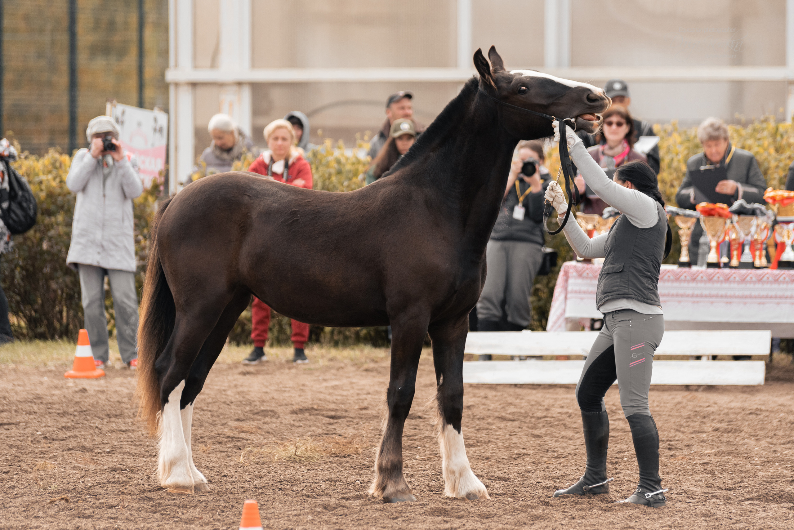 Богдарня. Конный фотограф Куракина Дарья • Фотосессии с лошадьми