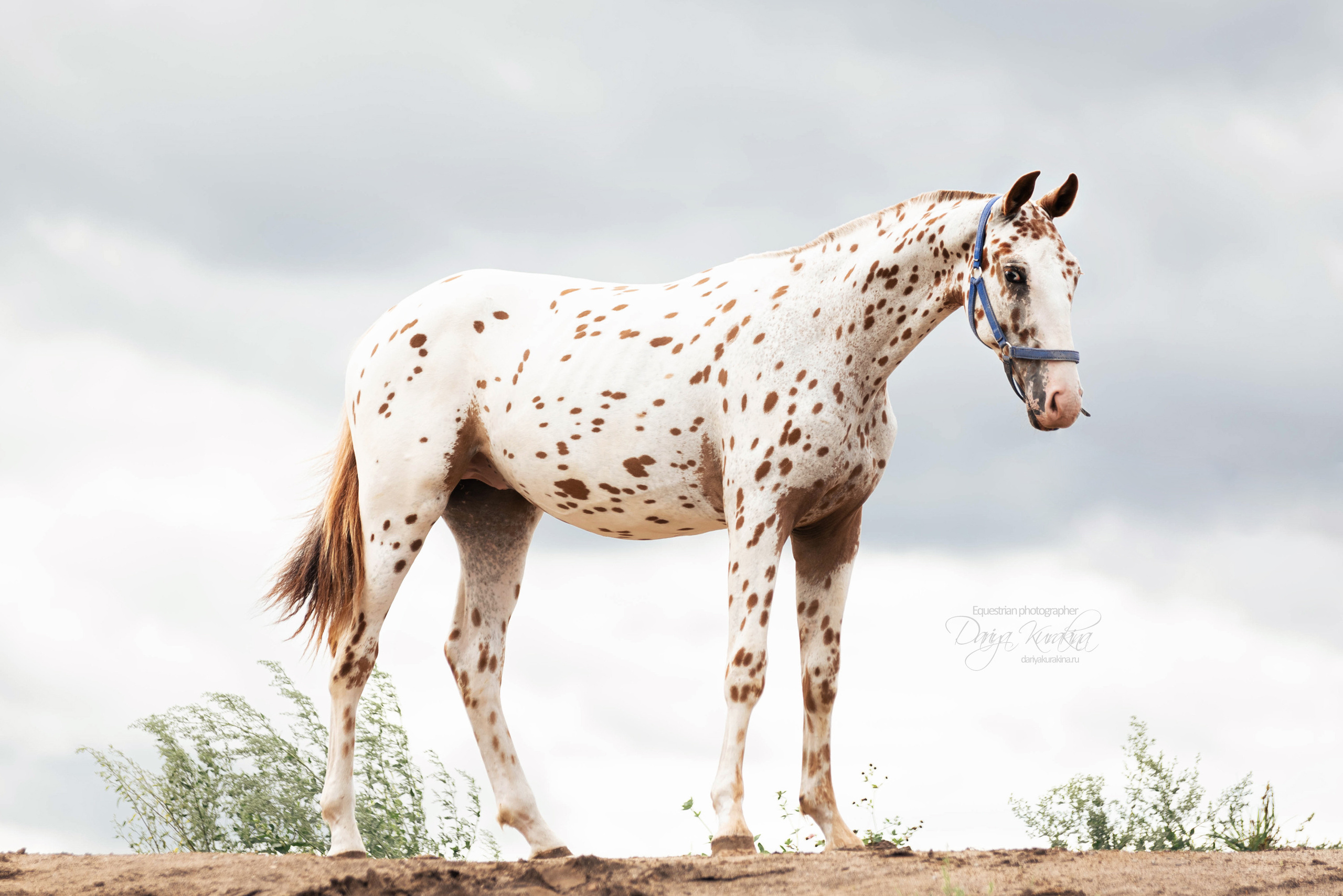 Кнабы. Конный фотограф Куракина Дарья • Фотосессии с лошадьми