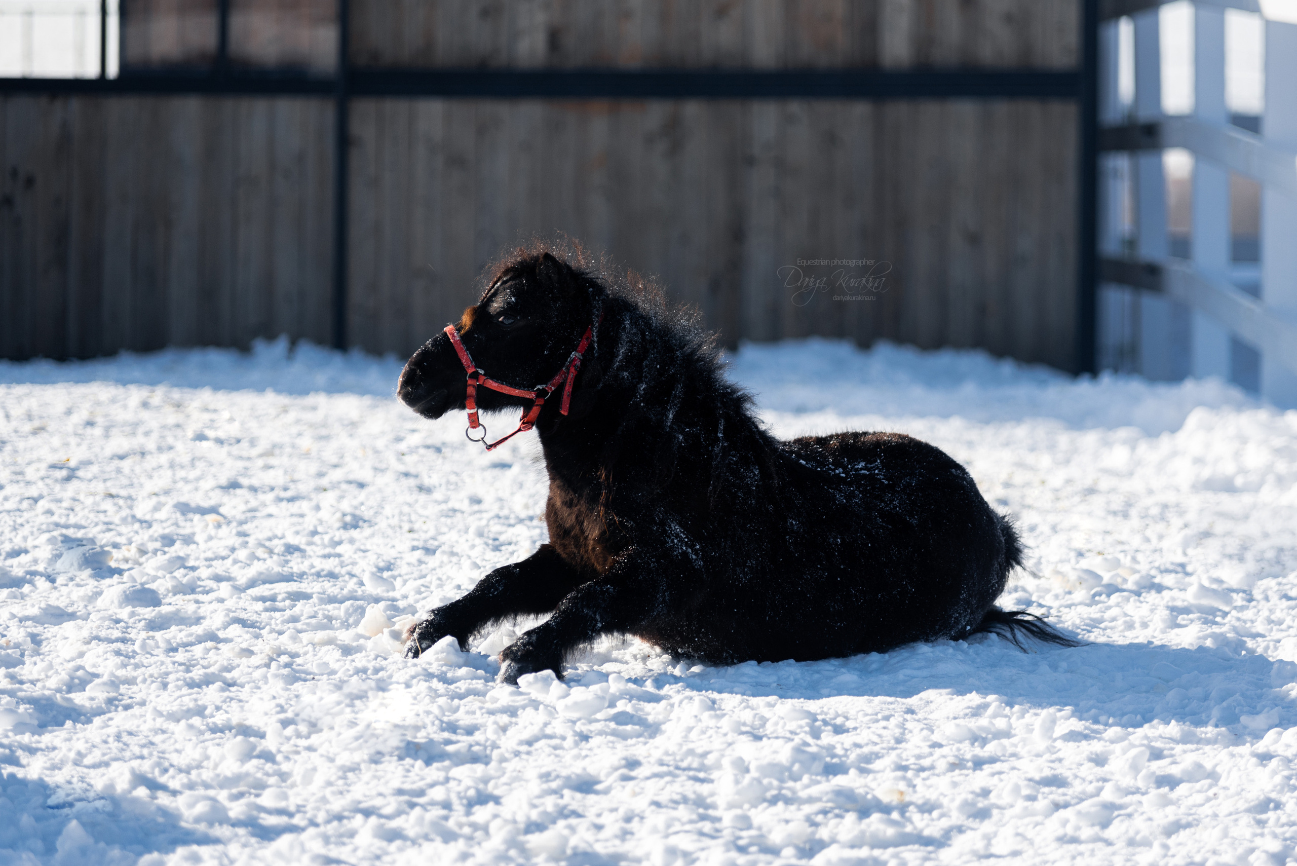 Лафарейдо. Конный фотограф Куракина Дарья • Фотосессии с лошадьми