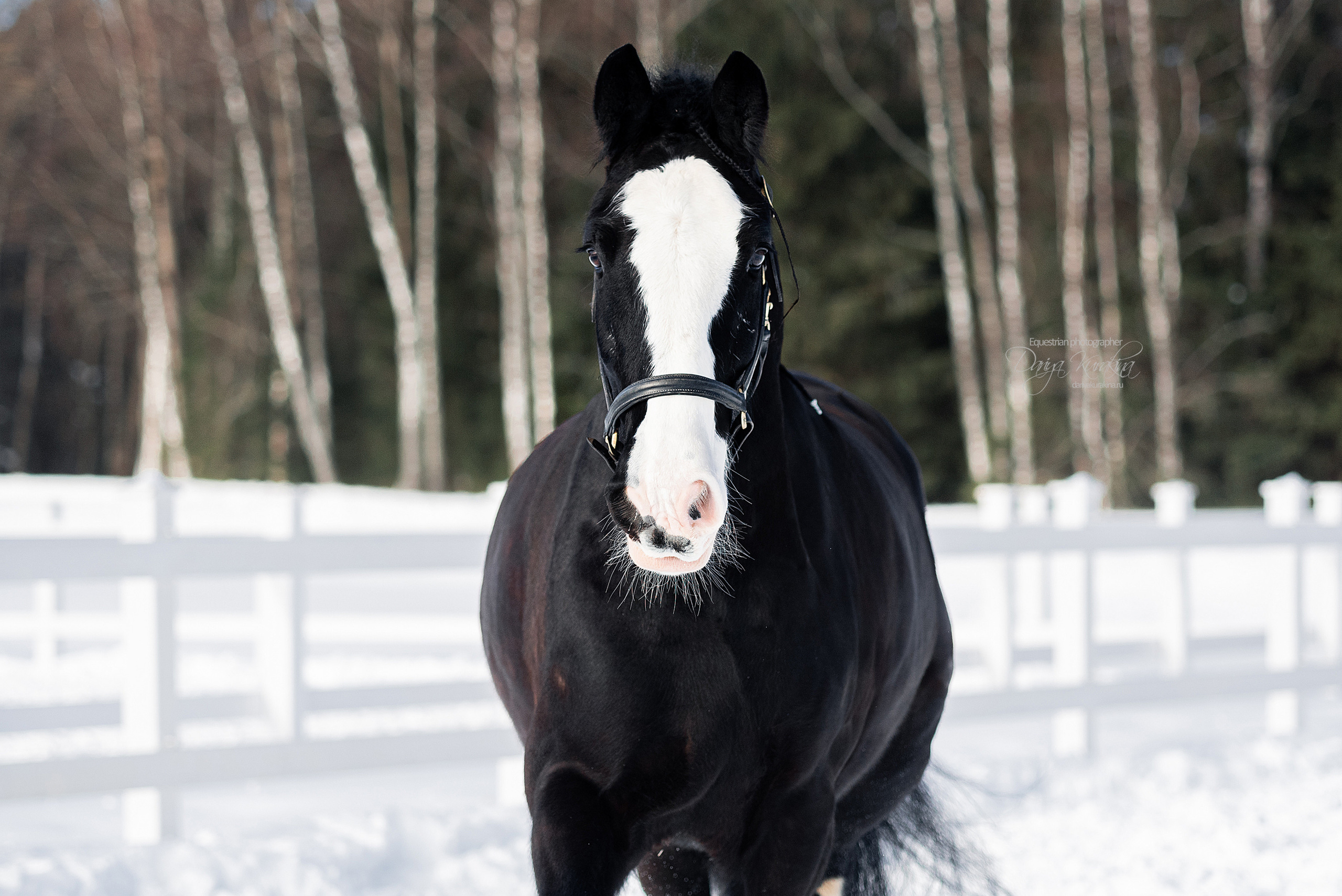 Лафарейдо. Конный фотограф Куракина Дарья • Фотосессии с лошадьми